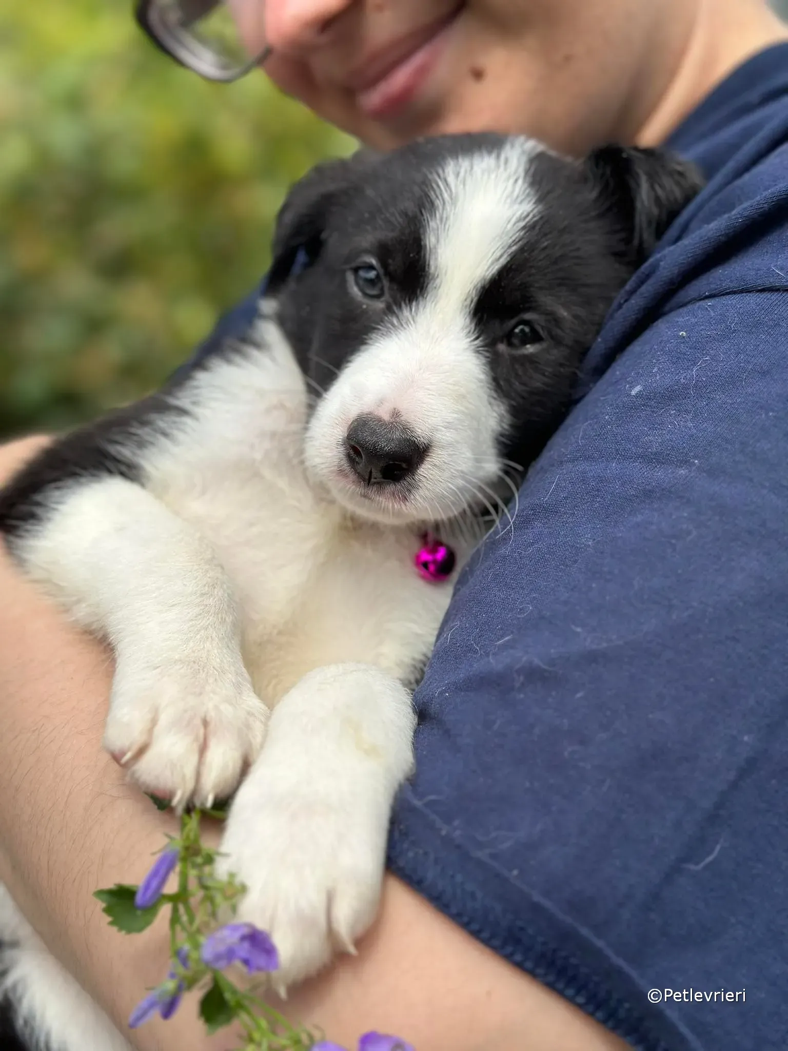 babe adozione greyhound petlevrieri 18