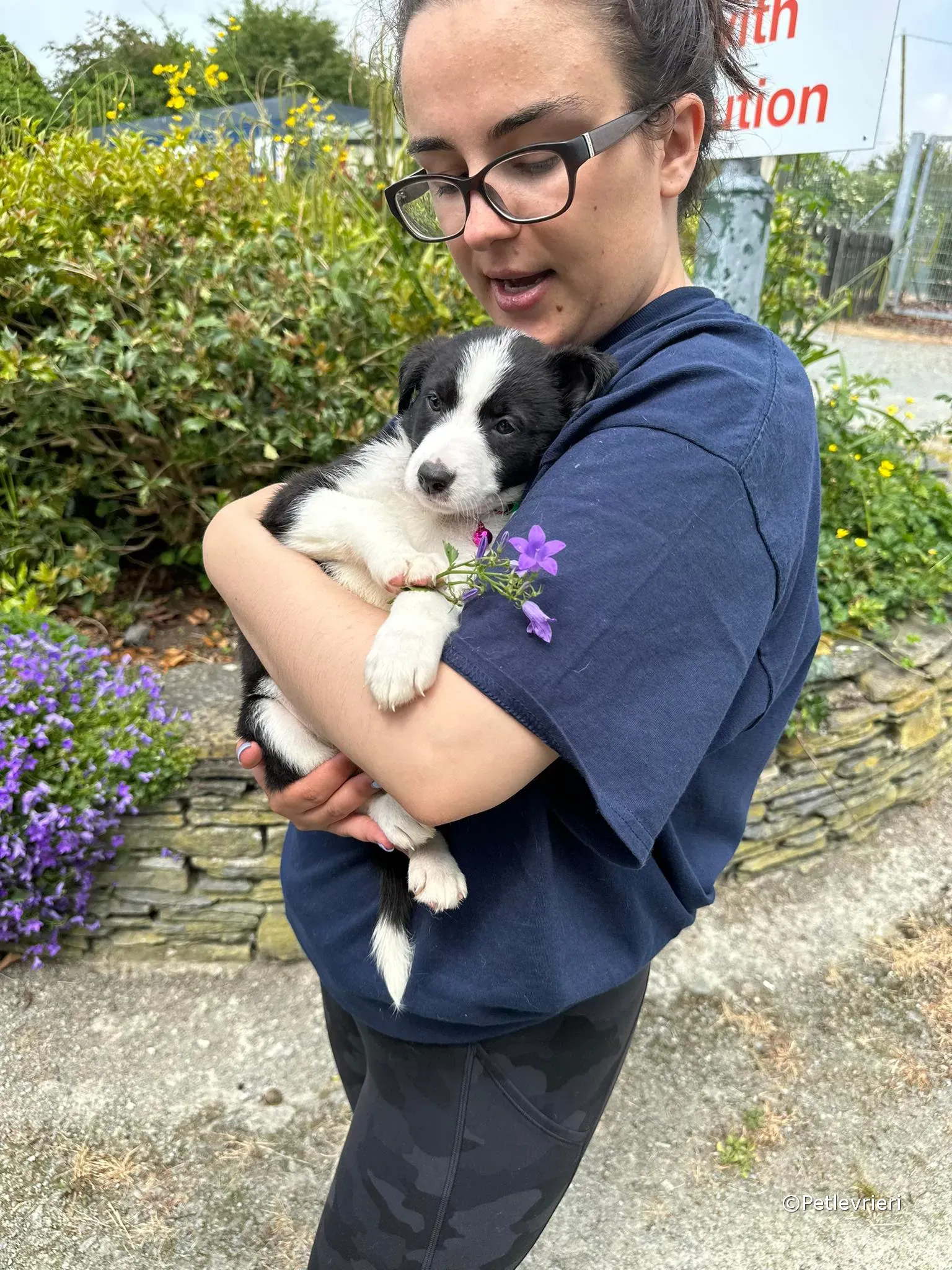 babe adozione greyhound petlevrieri 24