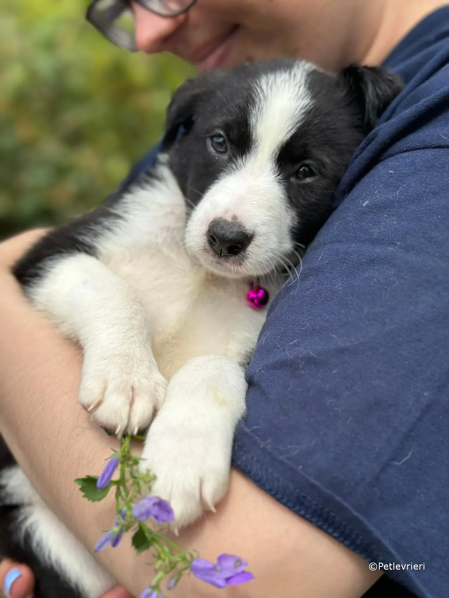 babe adozione greyhound petlevrieri 25