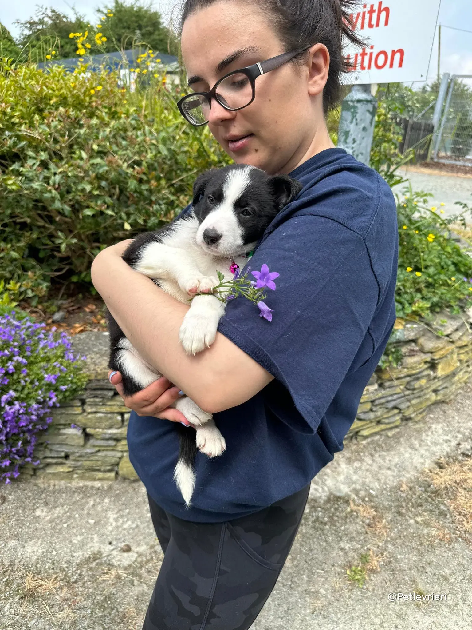 babe adozione greyhound petlevrieri 27