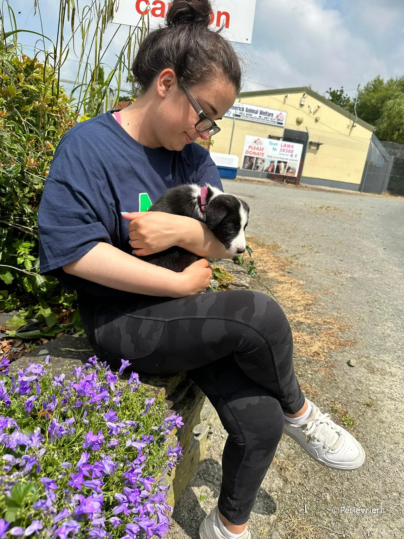 babe adozione greyhound petlevrieri 29