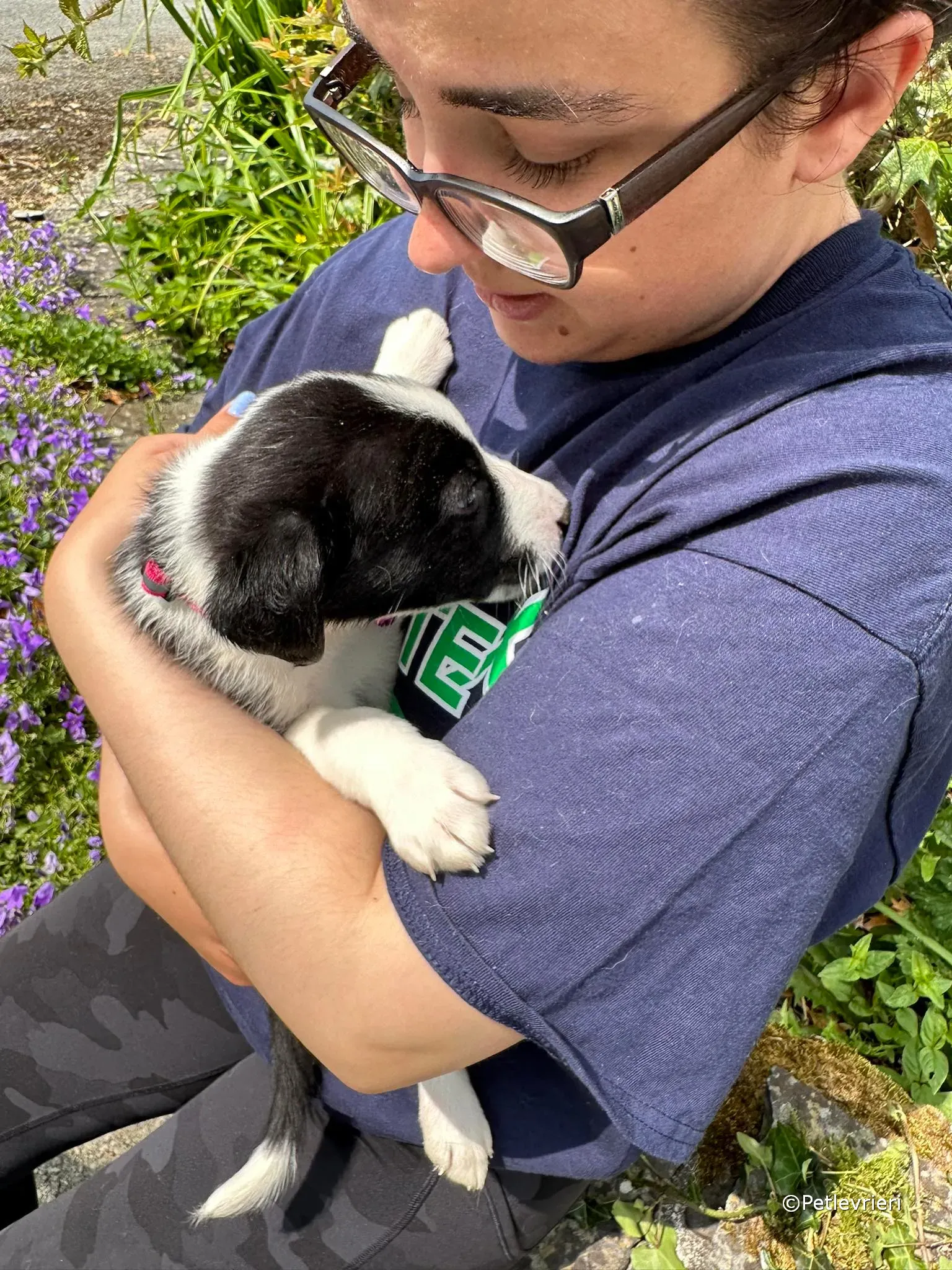 babe adozione greyhound petlevrieri 32