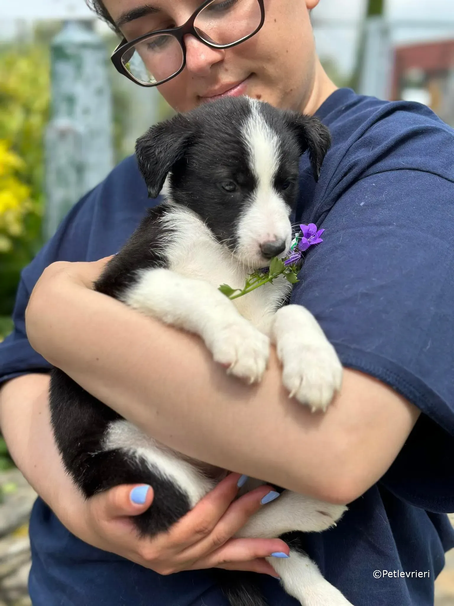 babe adozione greyhound petlevrieri 33