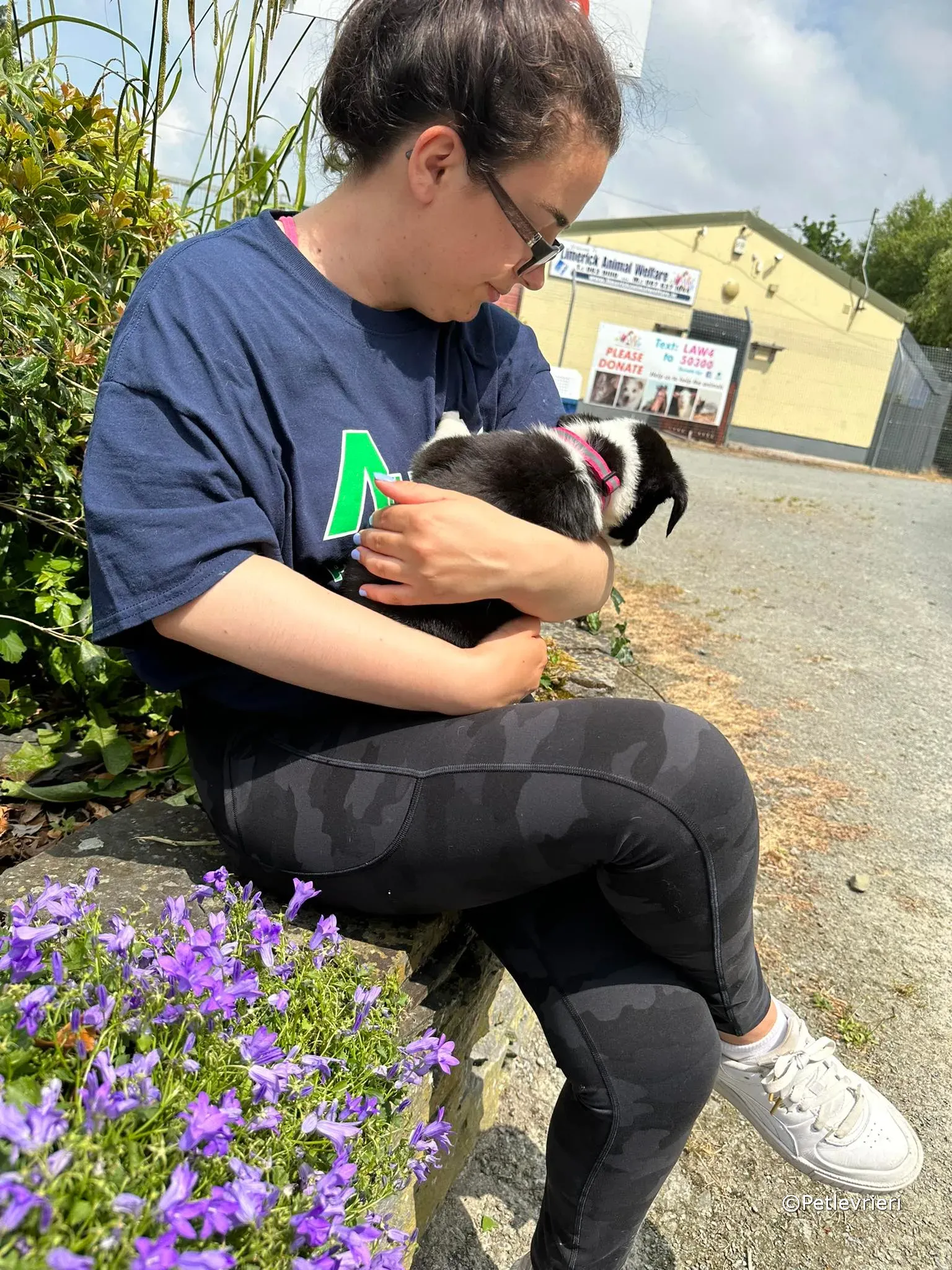 babe adozione greyhound petlevrieri 35