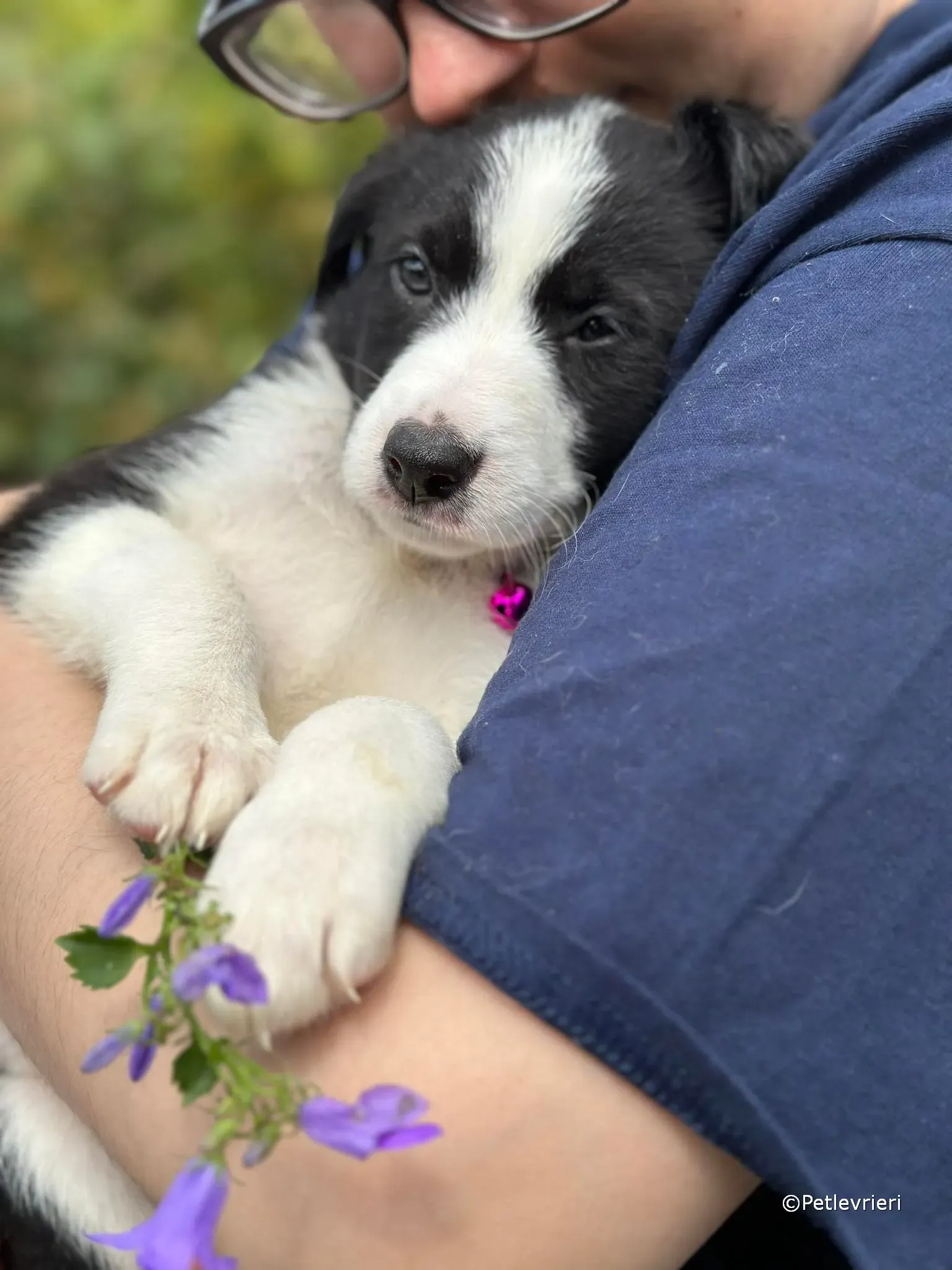 babe adozione greyhound petlevrieri 36