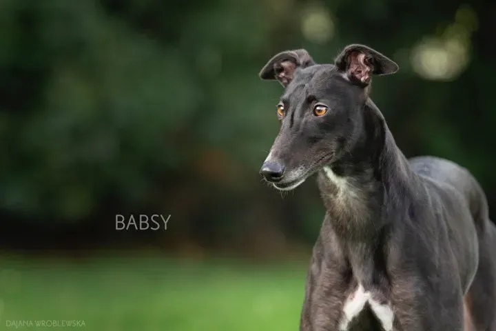 babsy adozione greyhound 1