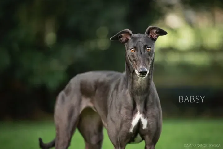 babsy adozione greyhound
