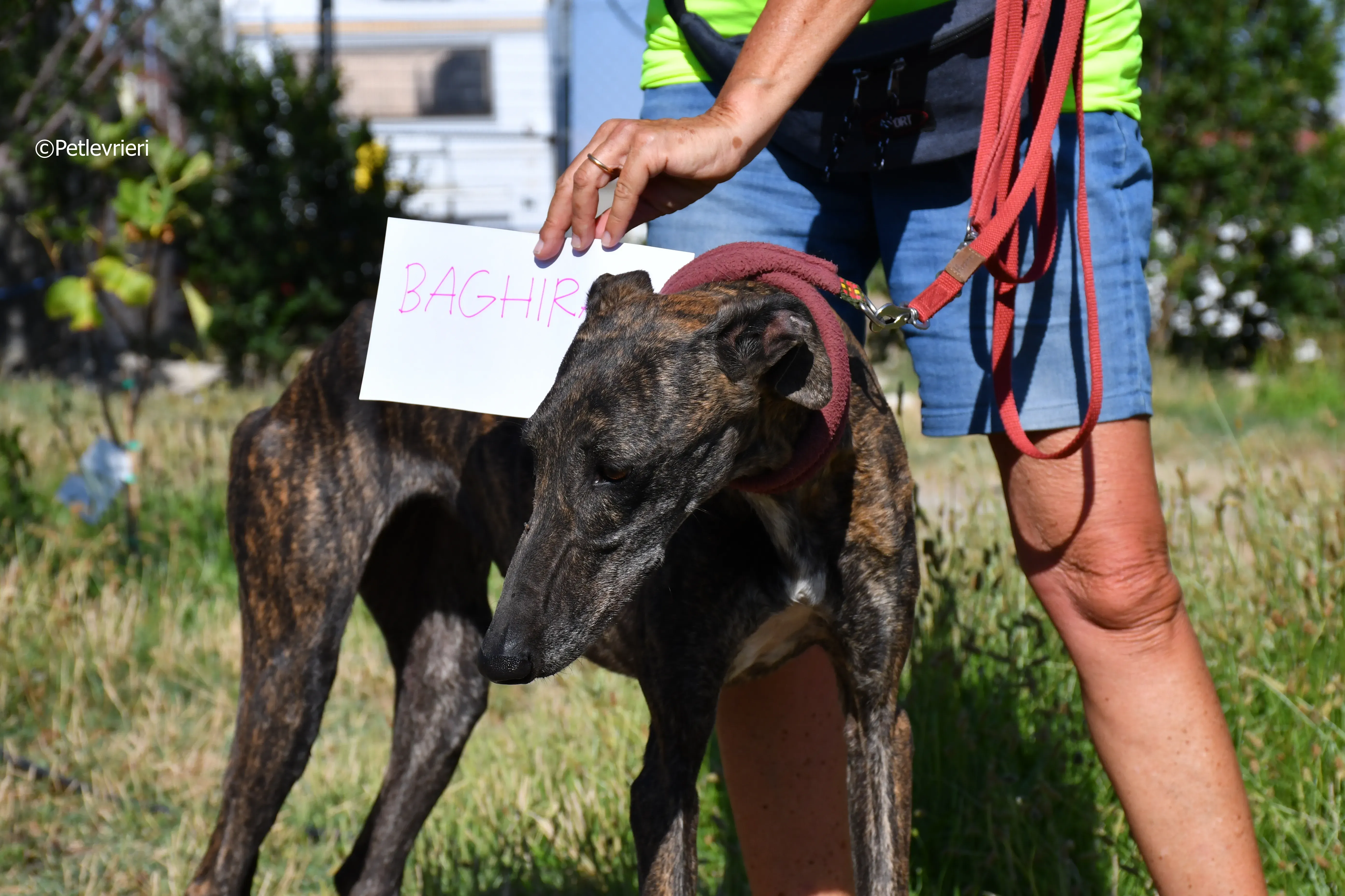 baghira adozione levrieri galgo 1