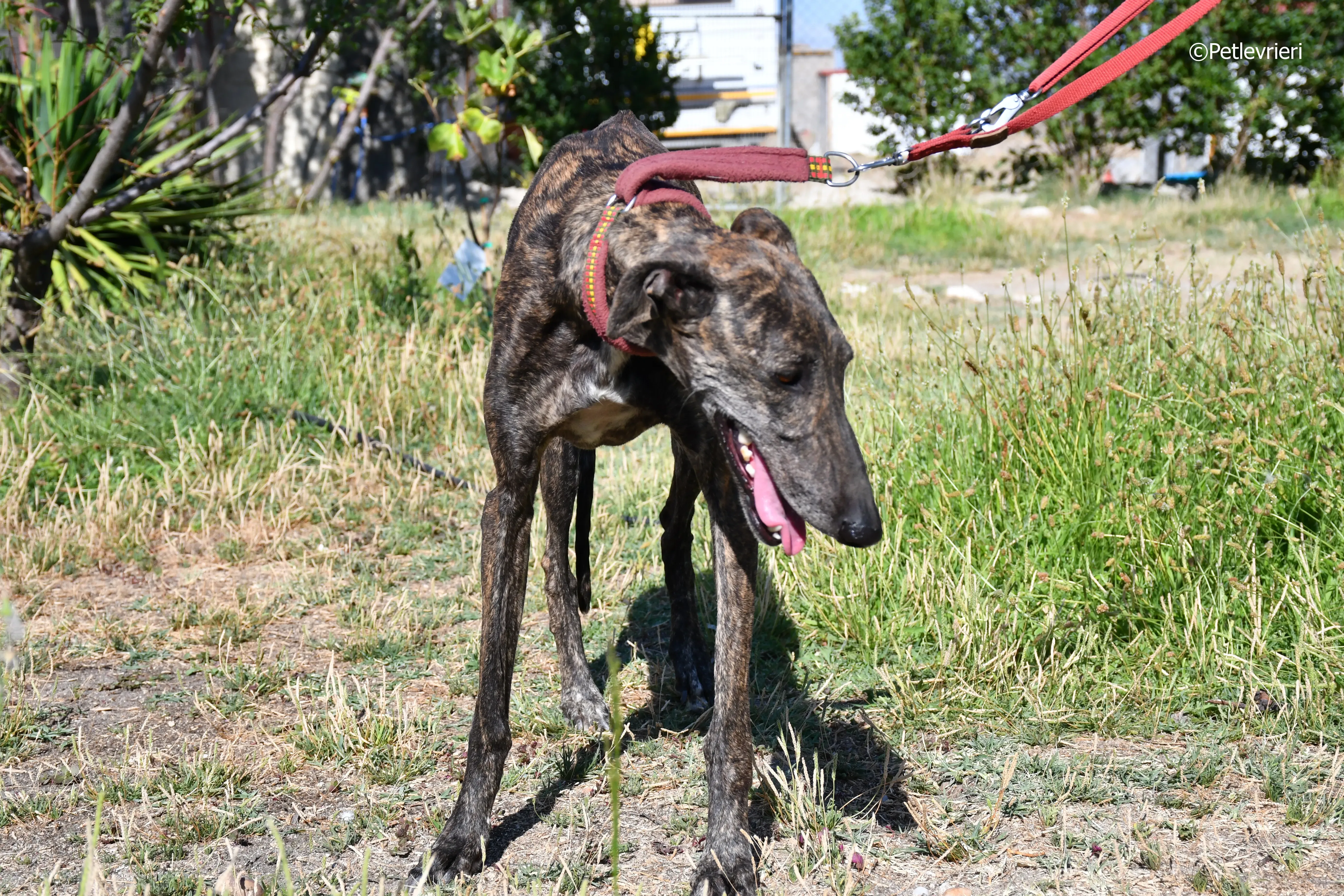 baghira adozione levrieri galgo 10