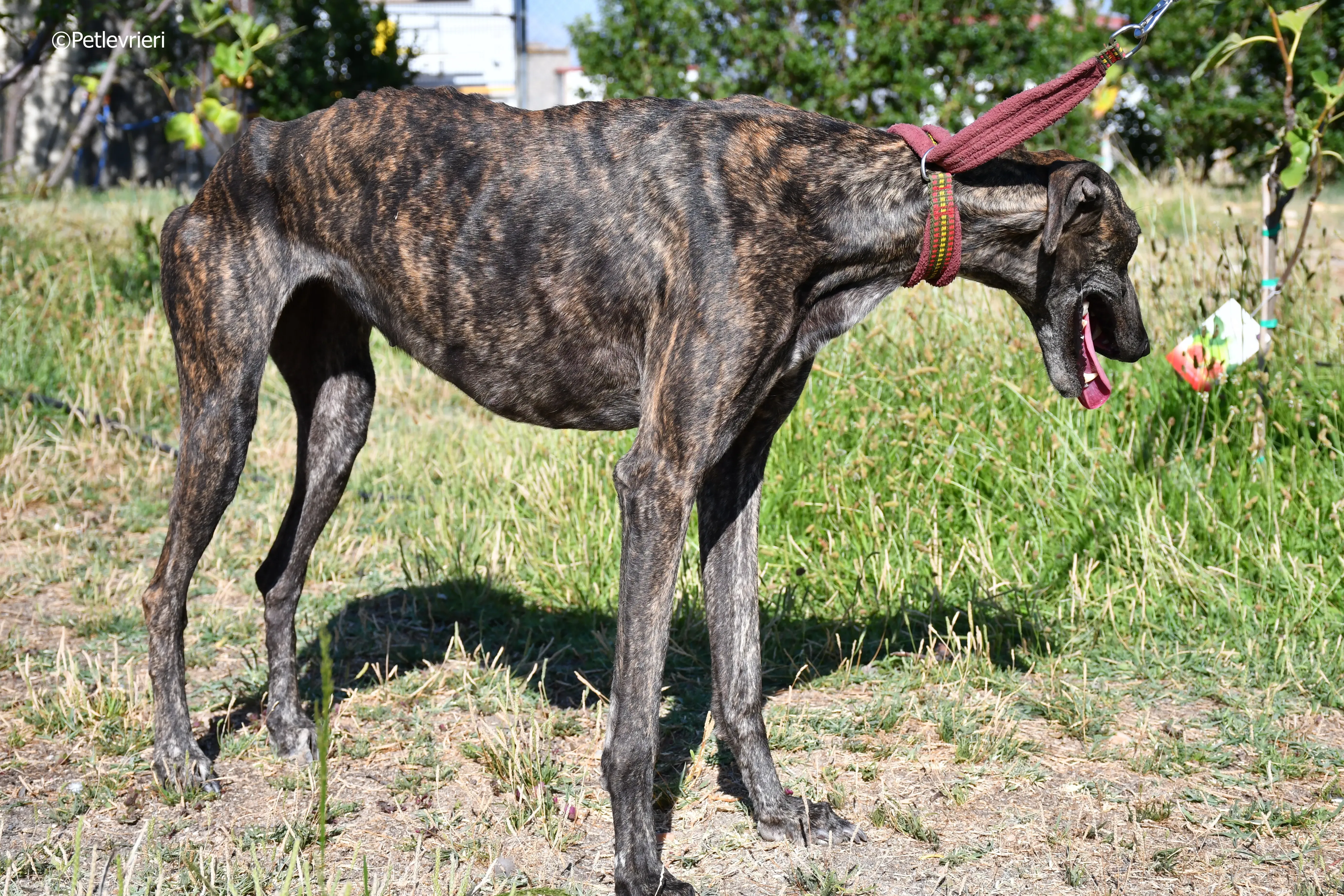 baghira adozione levrieri galgo 11