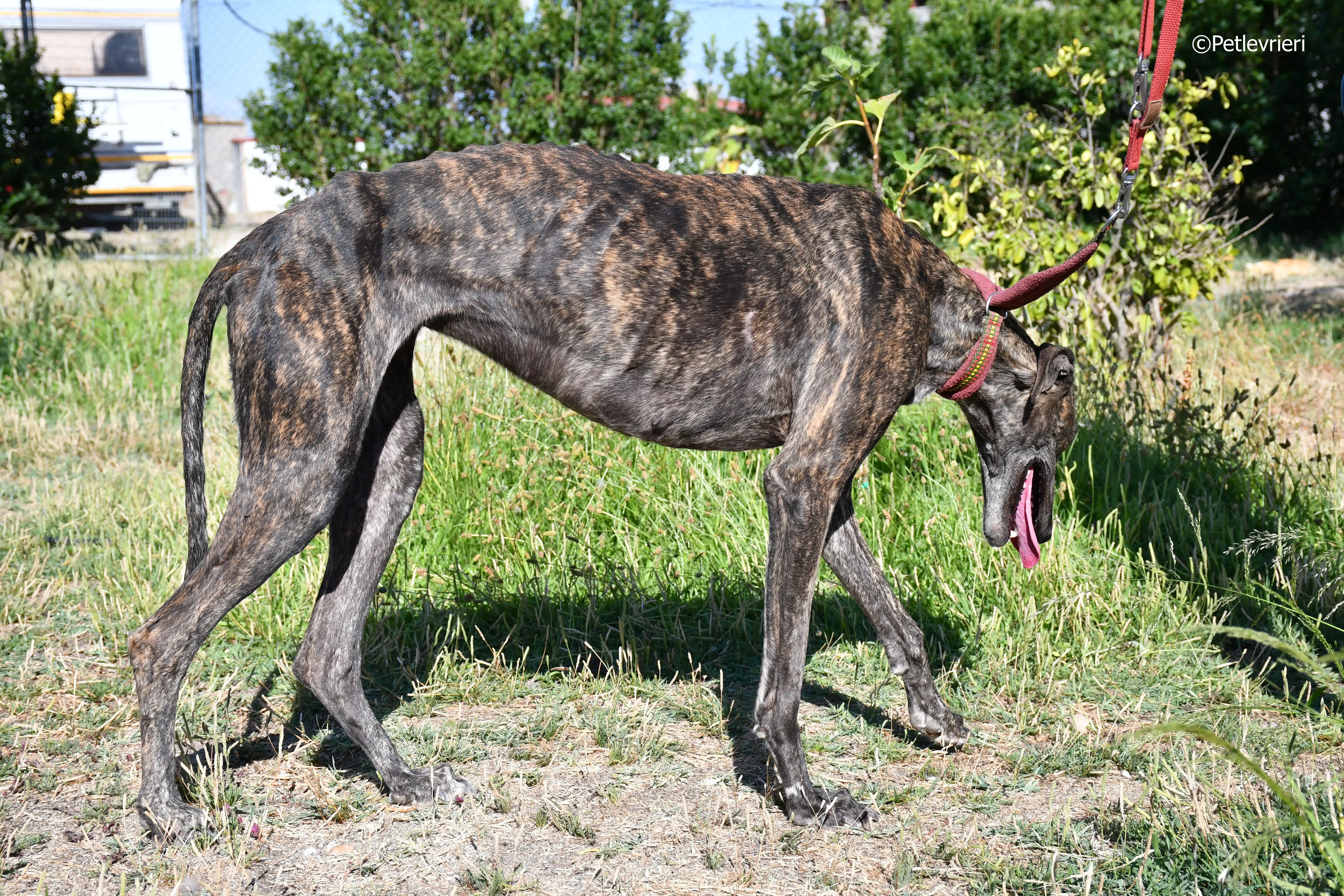 baghira adozione levrieri galgo 12