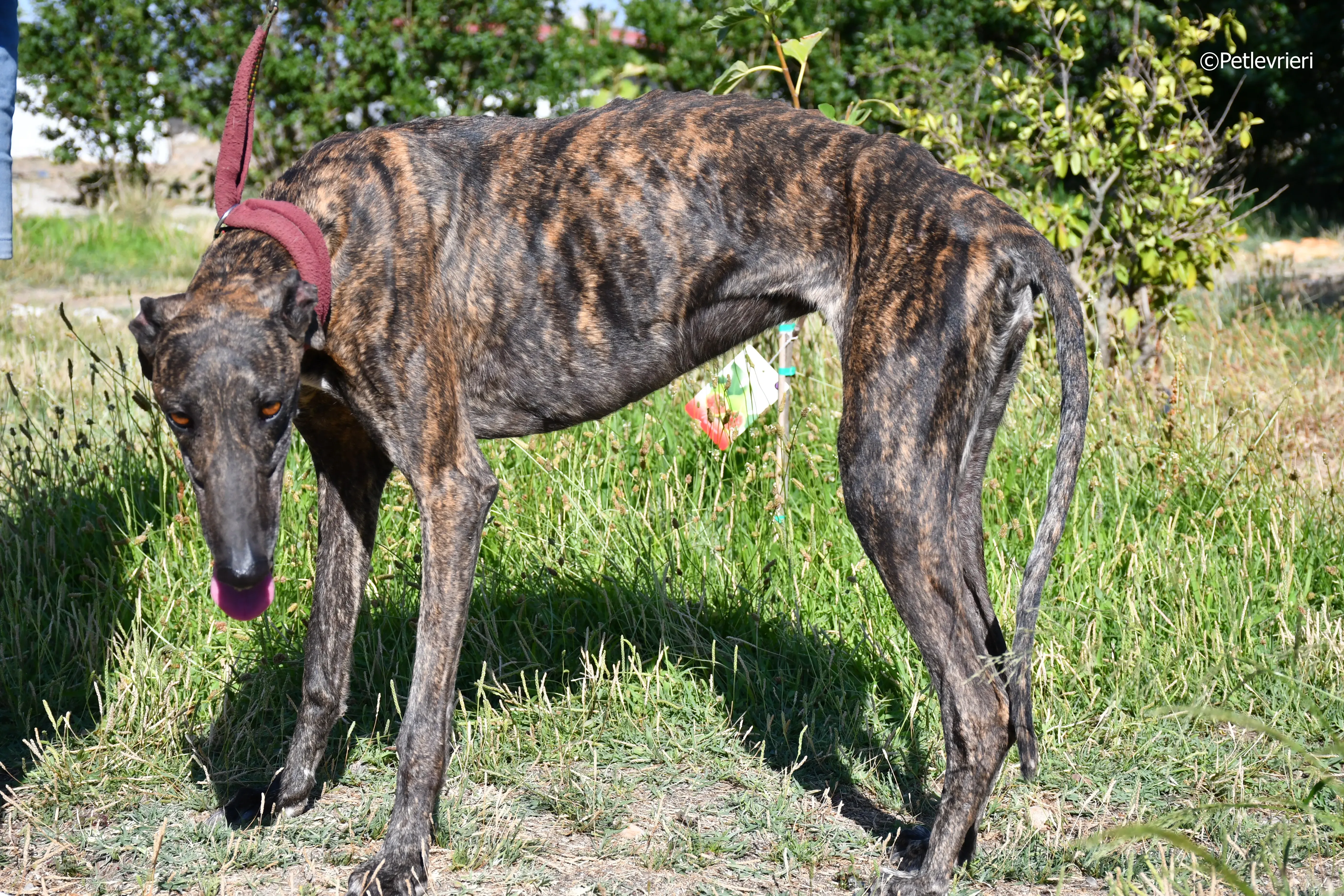 baghira adozione levrieri galgo 13