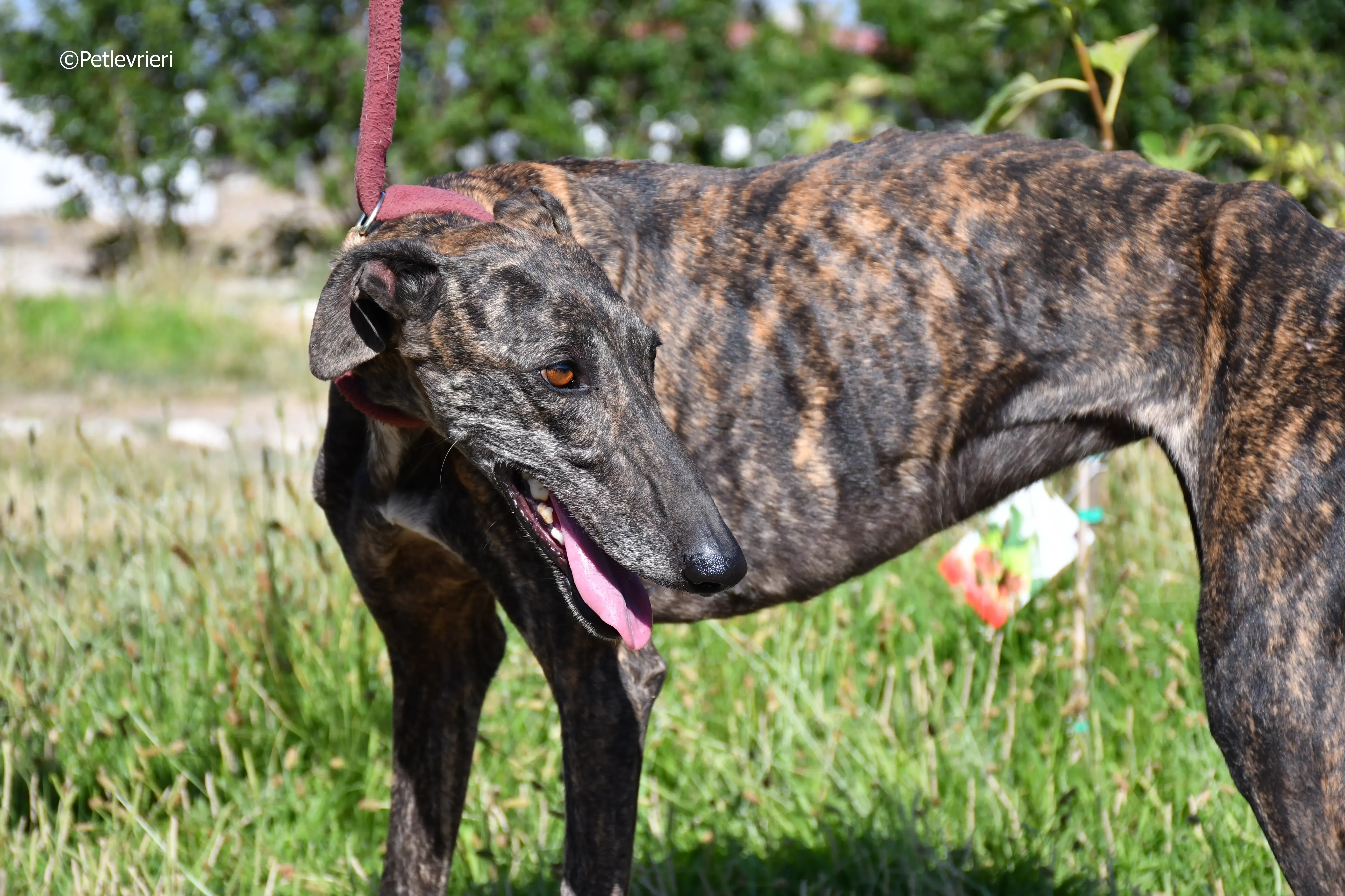 baghira adozione levrieri galgo 14