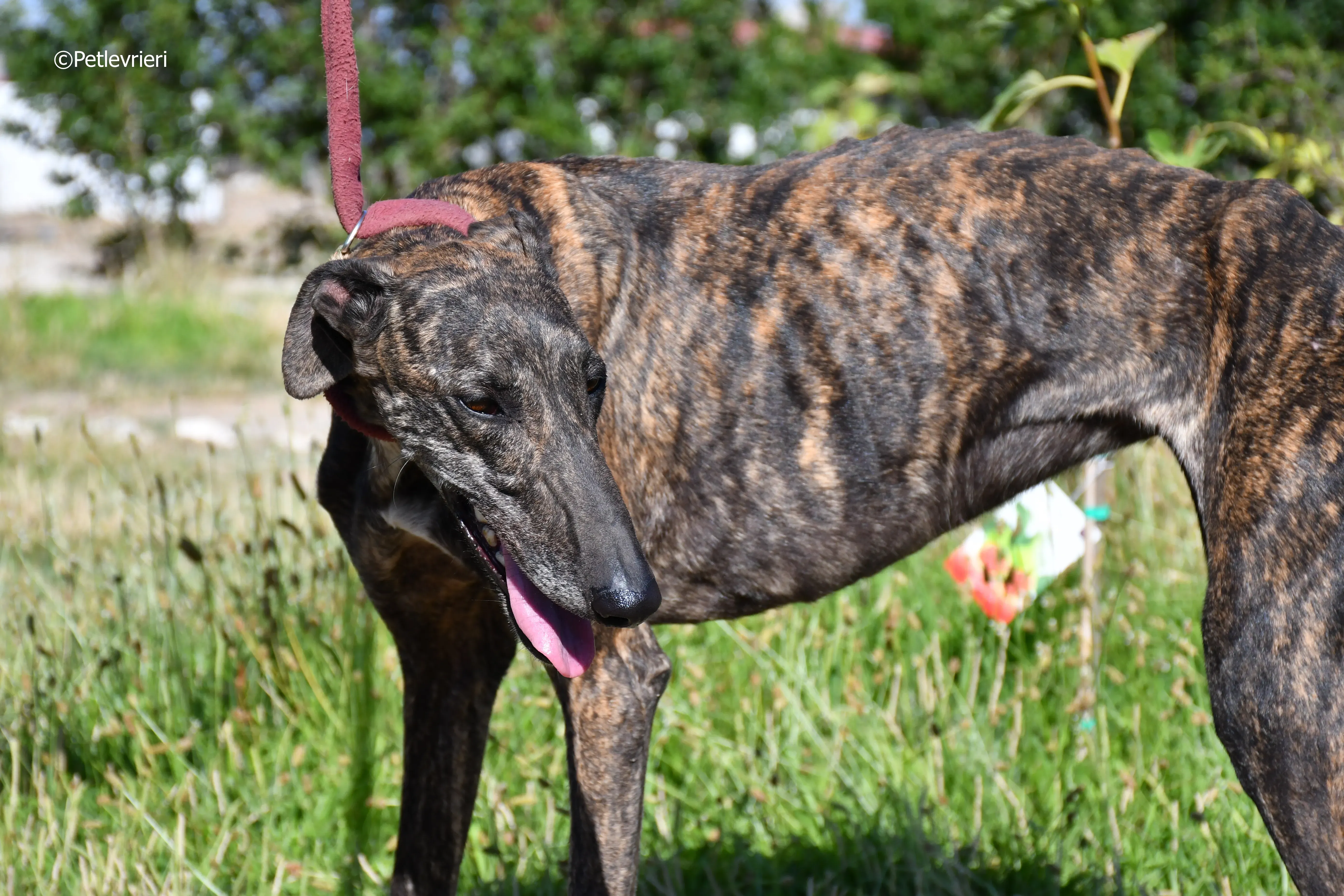 baghira adozione levrieri galgo 15