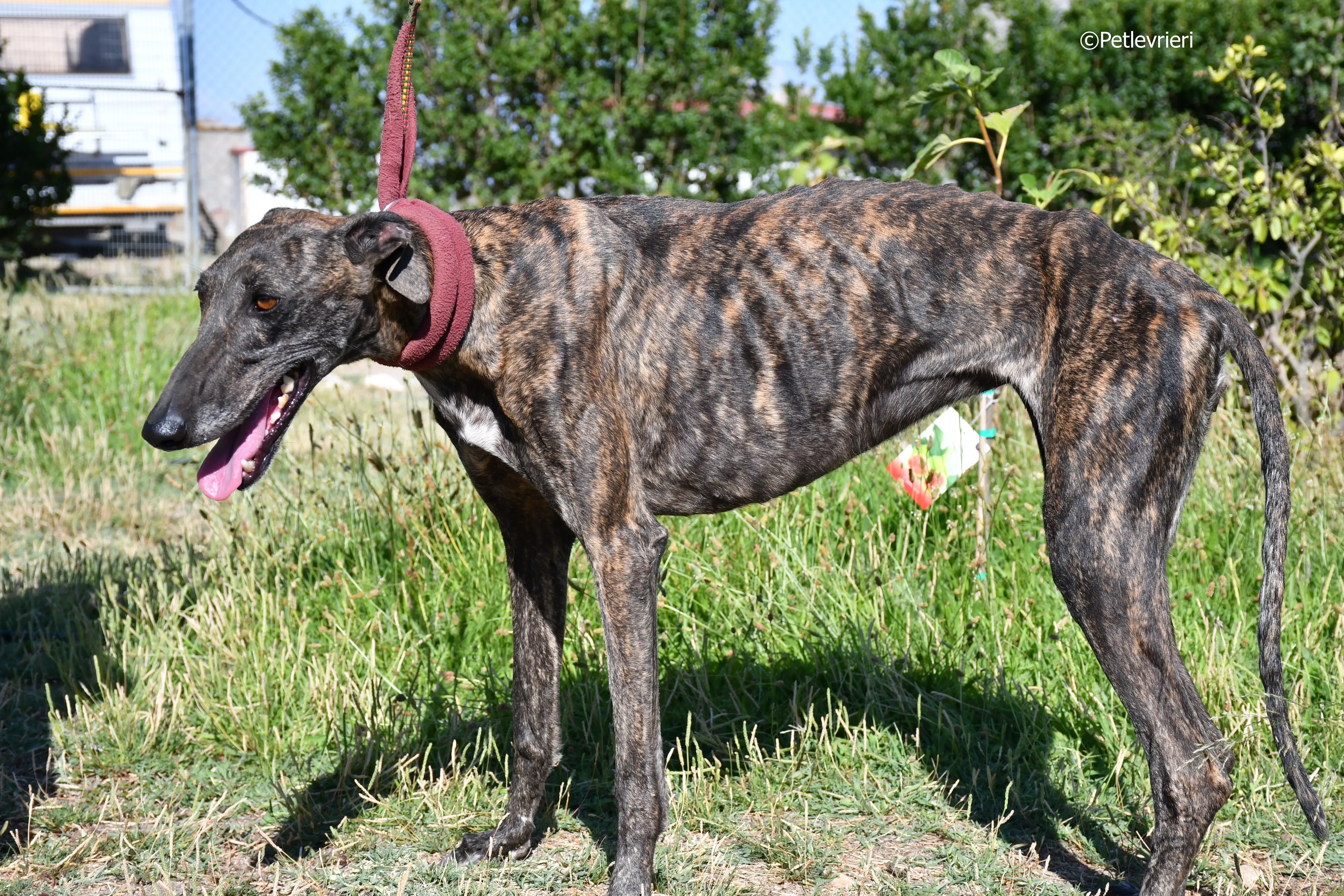 baghira adozione levrieri galgo 16