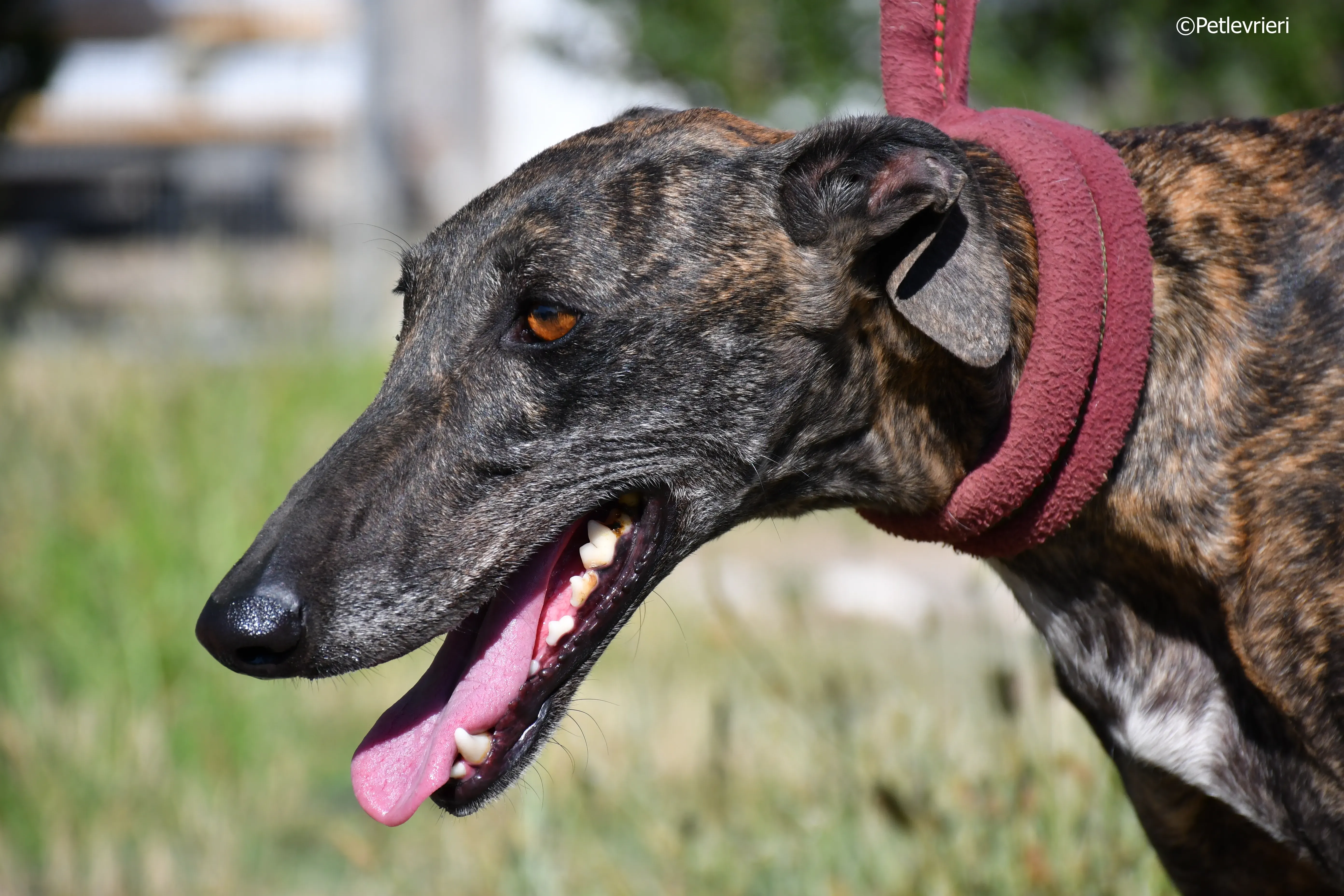 baghira adozione levrieri galgo 17