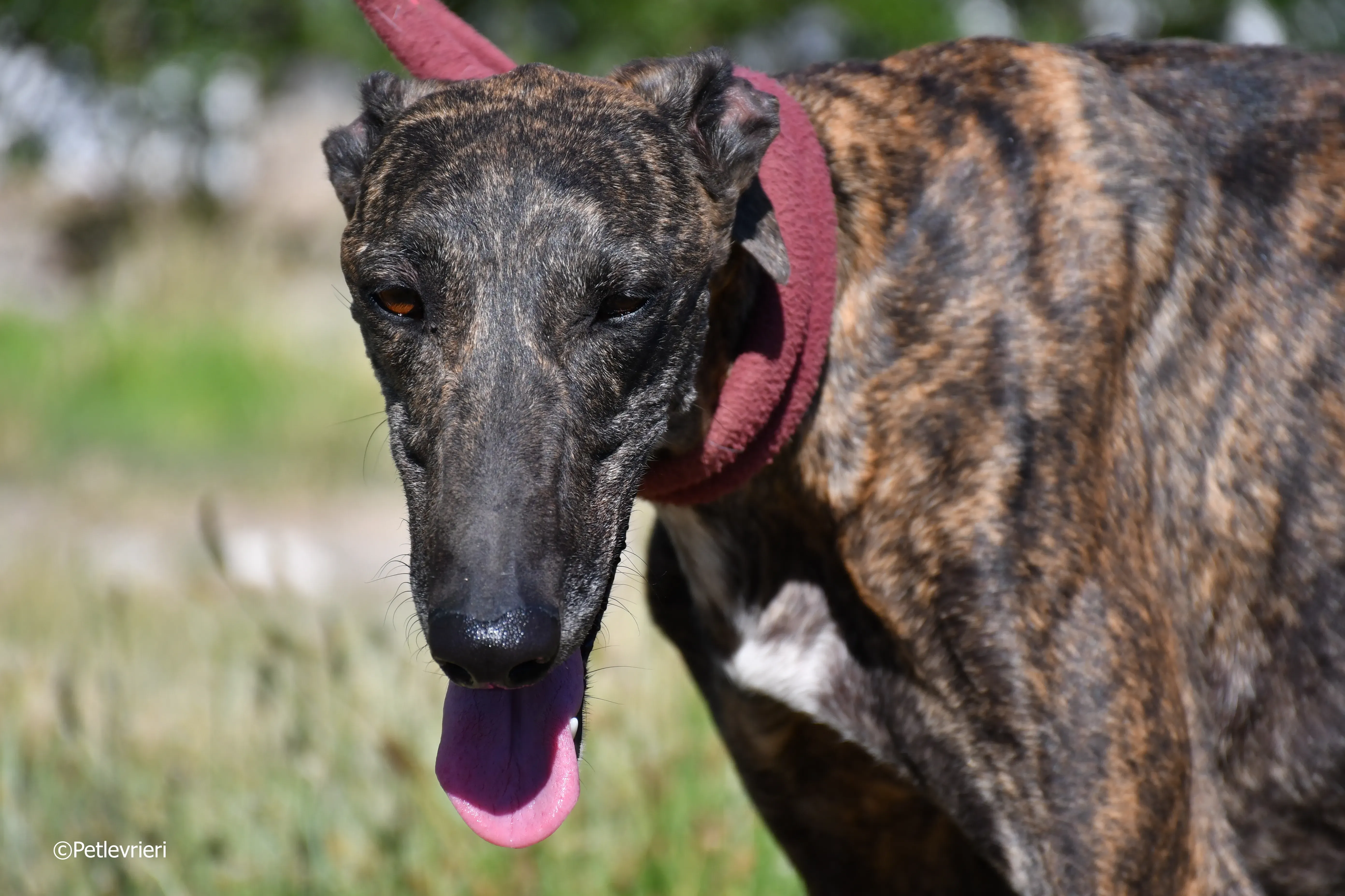 baghira adozione levrieri galgo 18