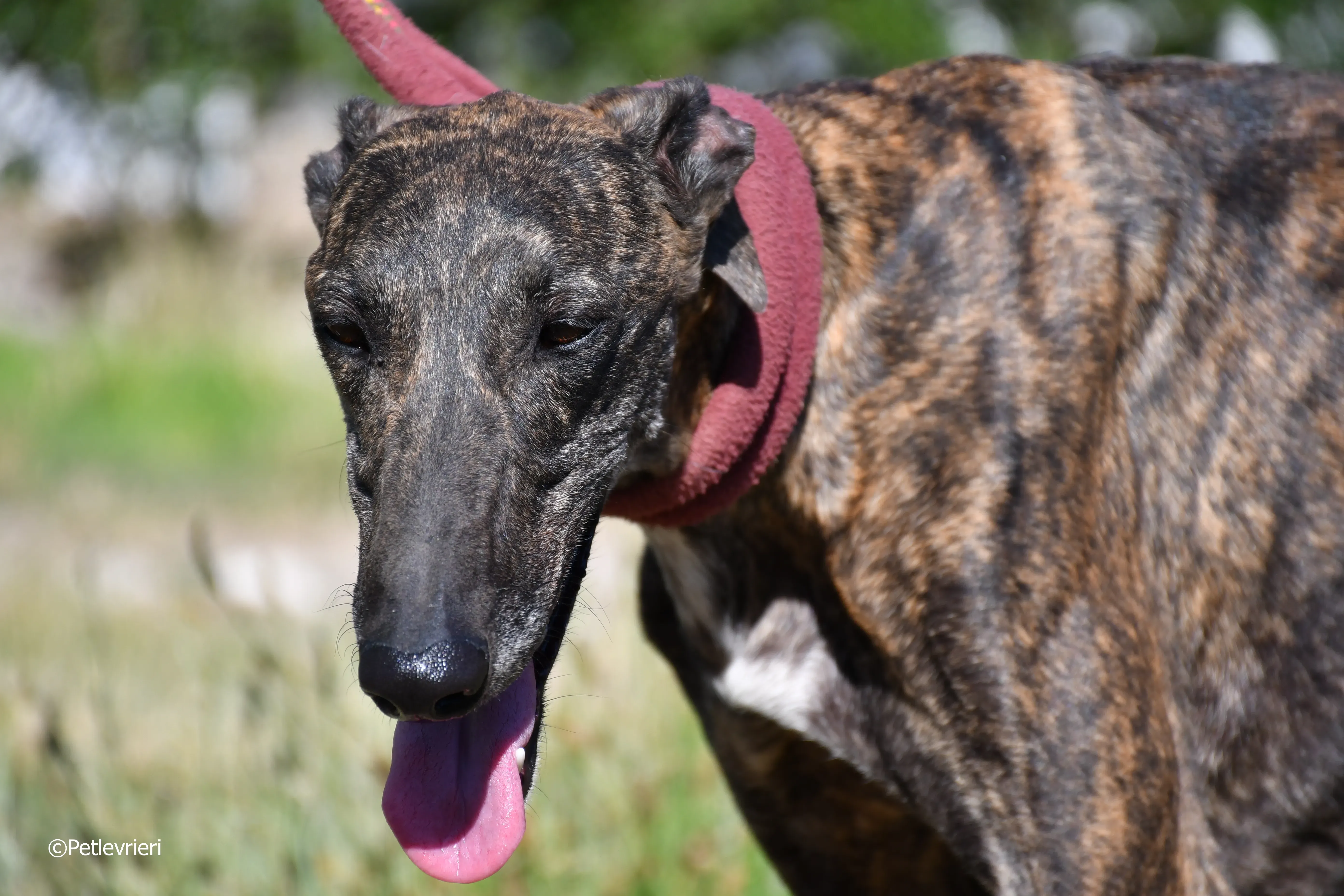 baghira adozione levrieri galgo 19