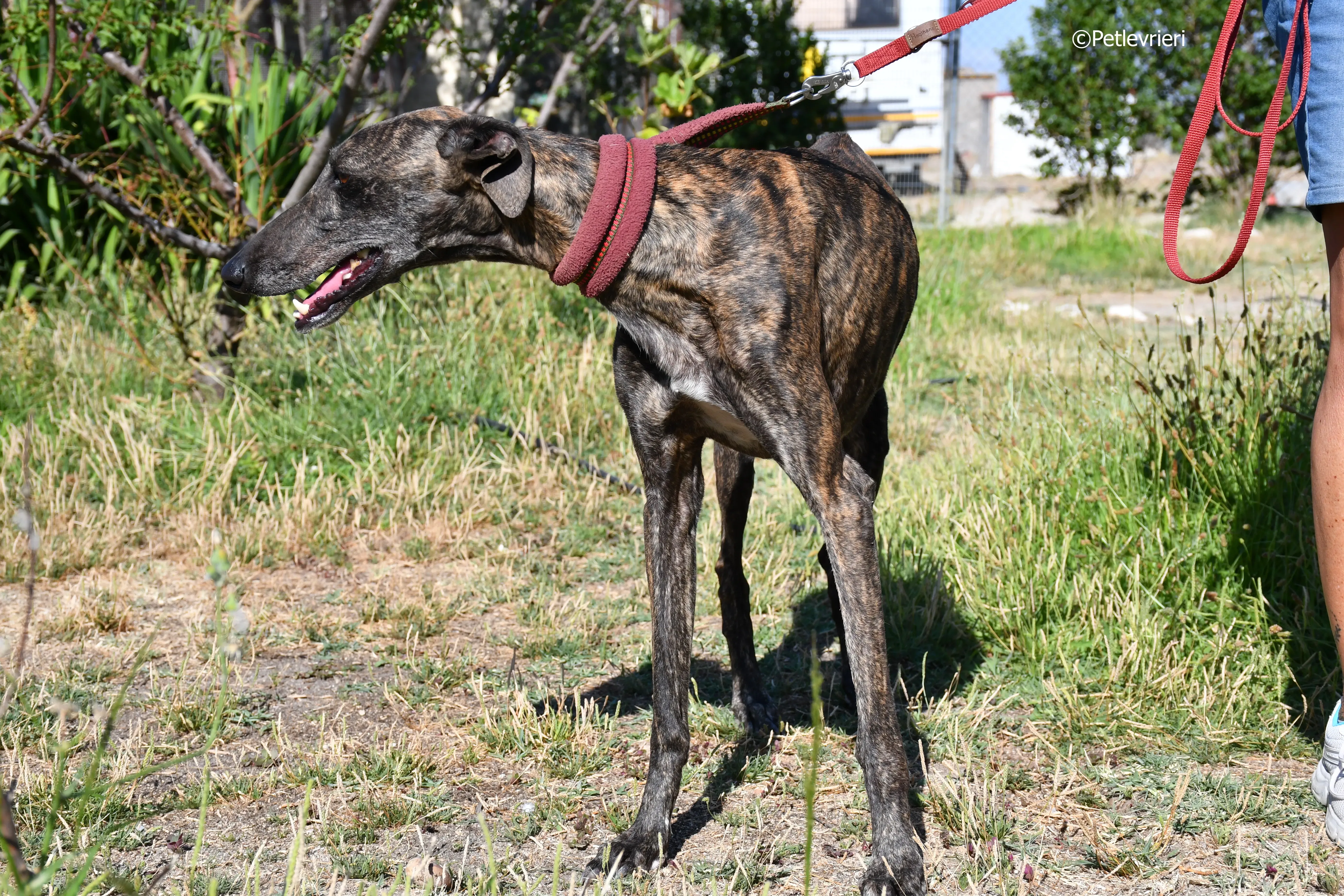 baghira adozione levrieri galgo 2