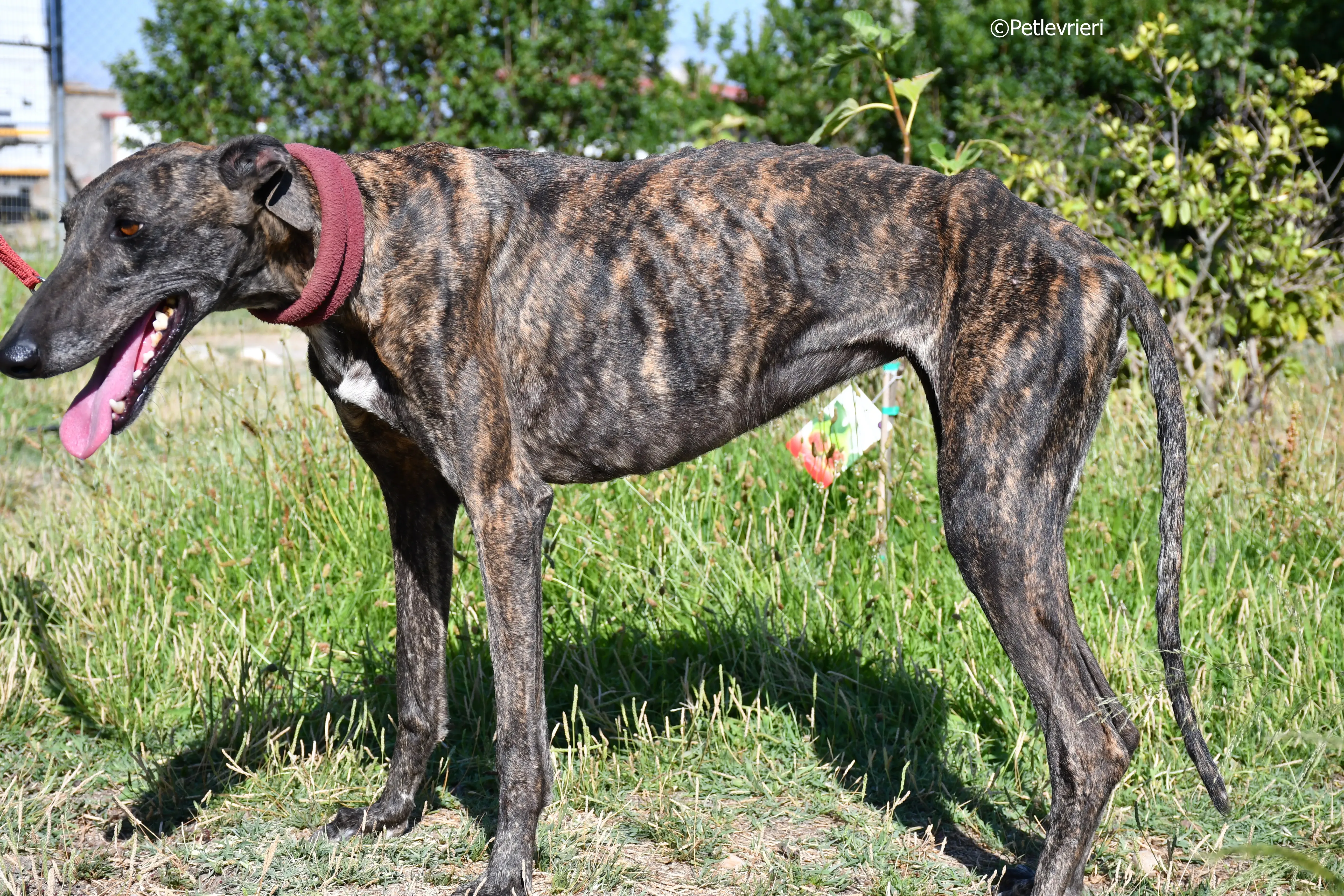 baghira adozione levrieri galgo 20