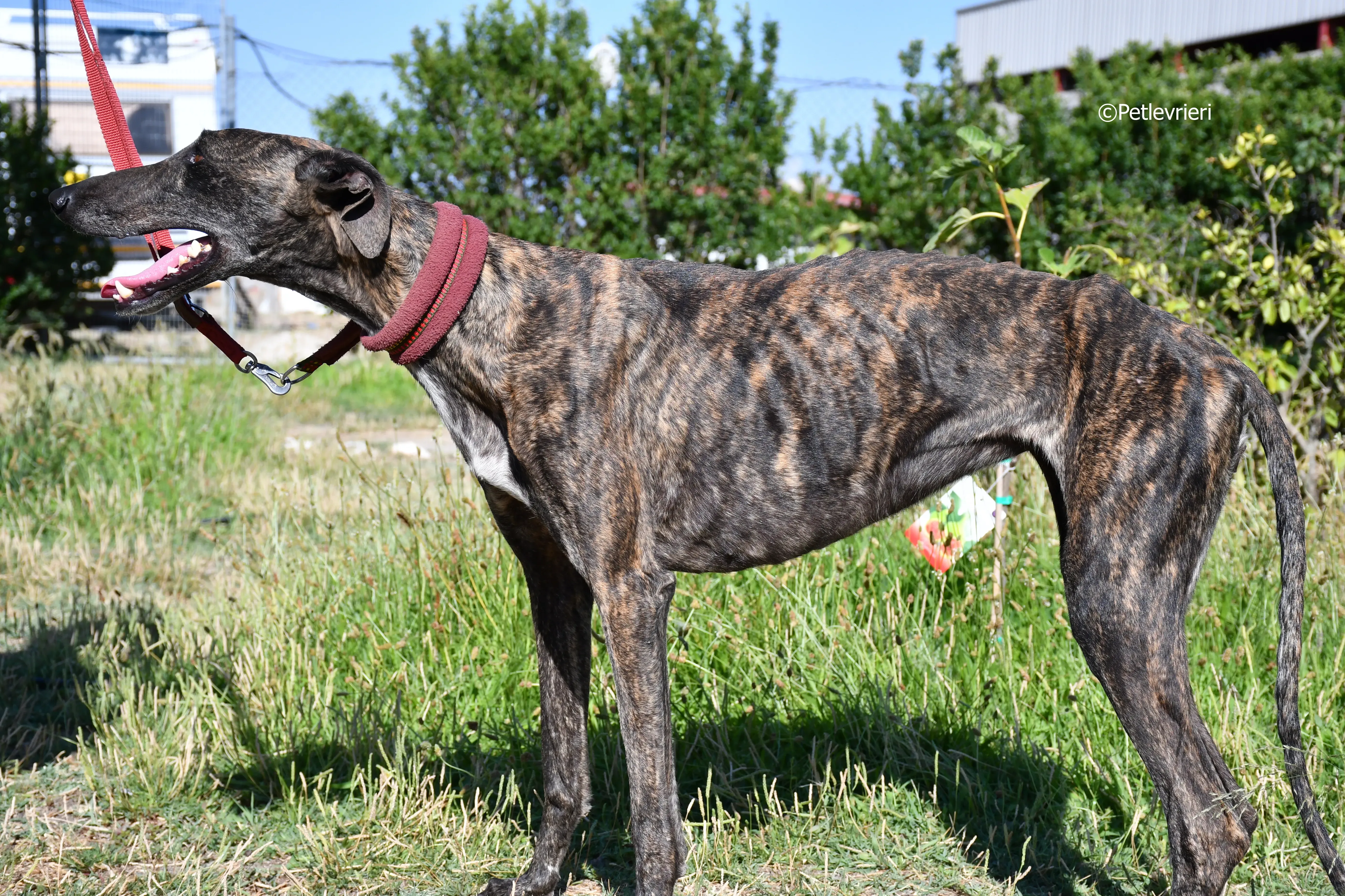 baghira adozione levrieri galgo 21