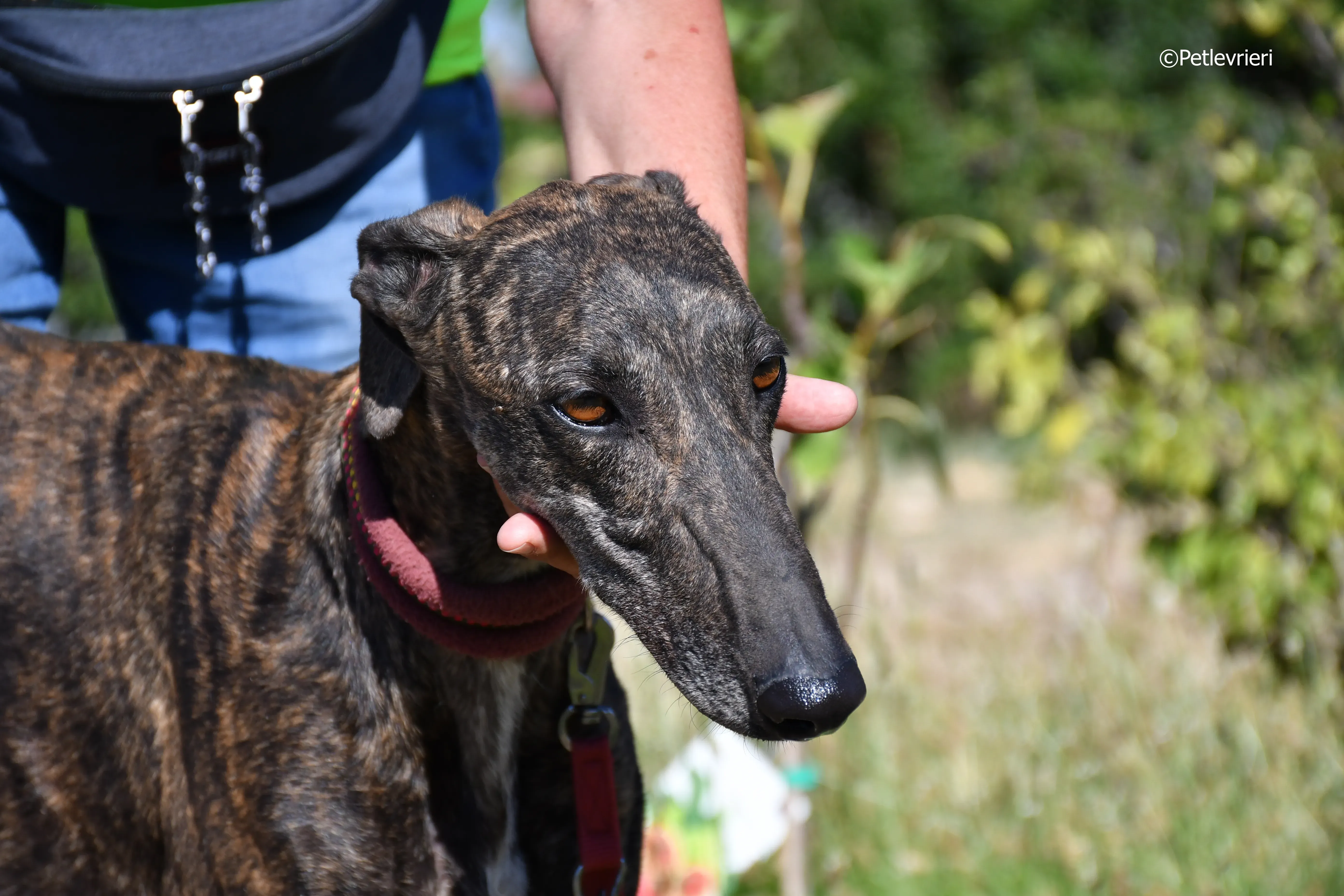 baghira adozione levrieri galgo 22