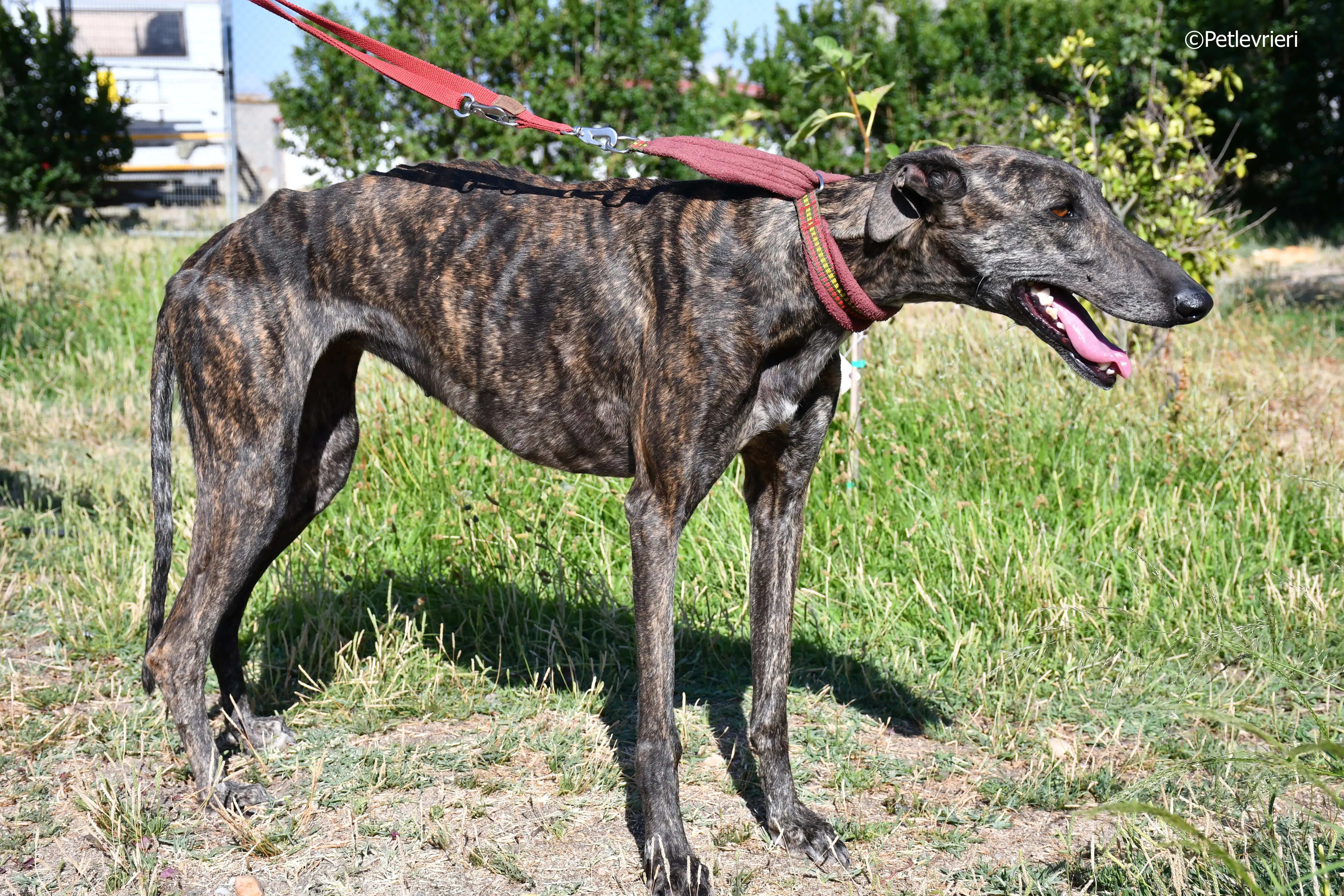 baghira adozione levrieri galgo 23