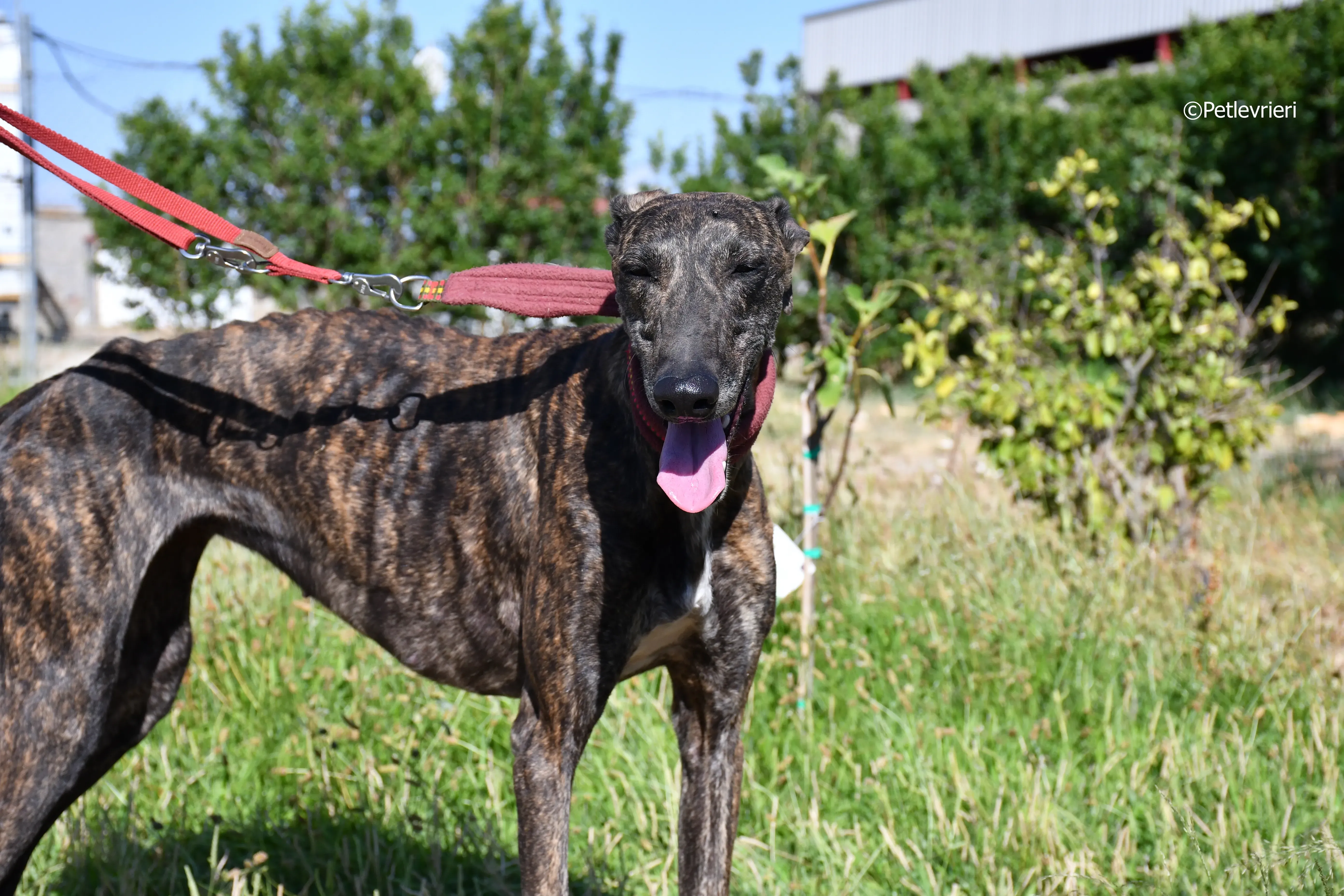 baghira adozione levrieri galgo 24