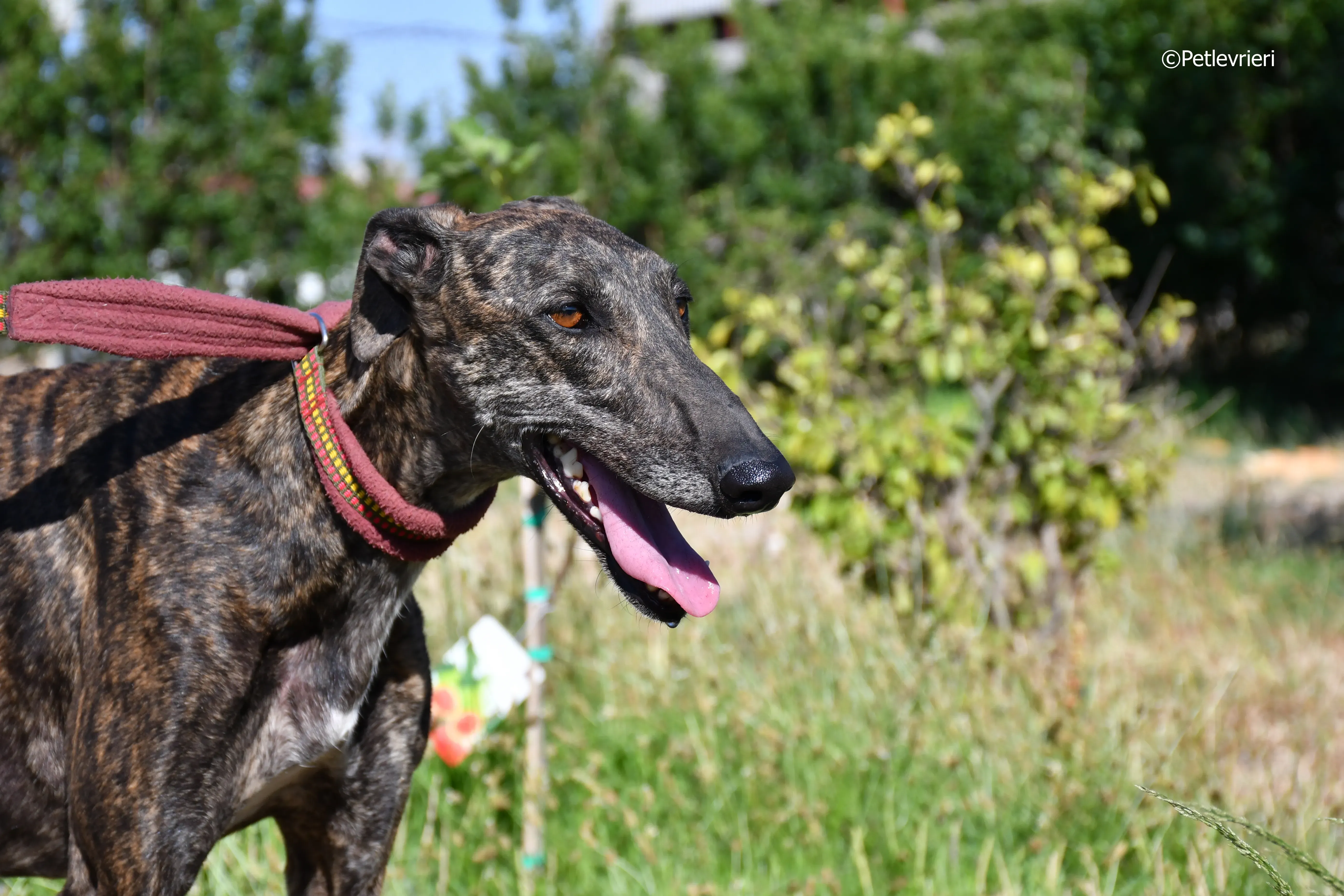 baghira adozione levrieri galgo 25