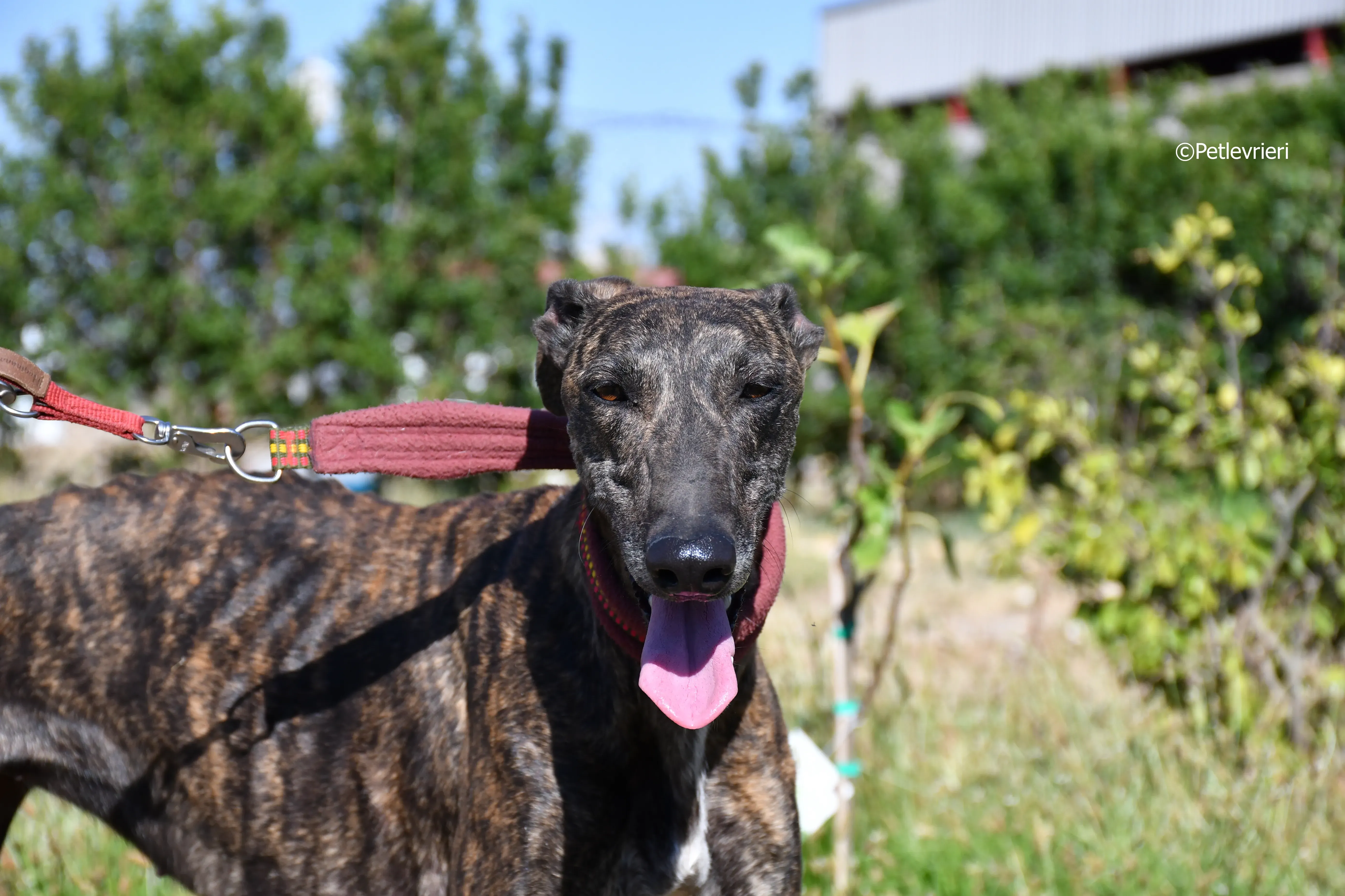 baghira adozione levrieri galgo 26