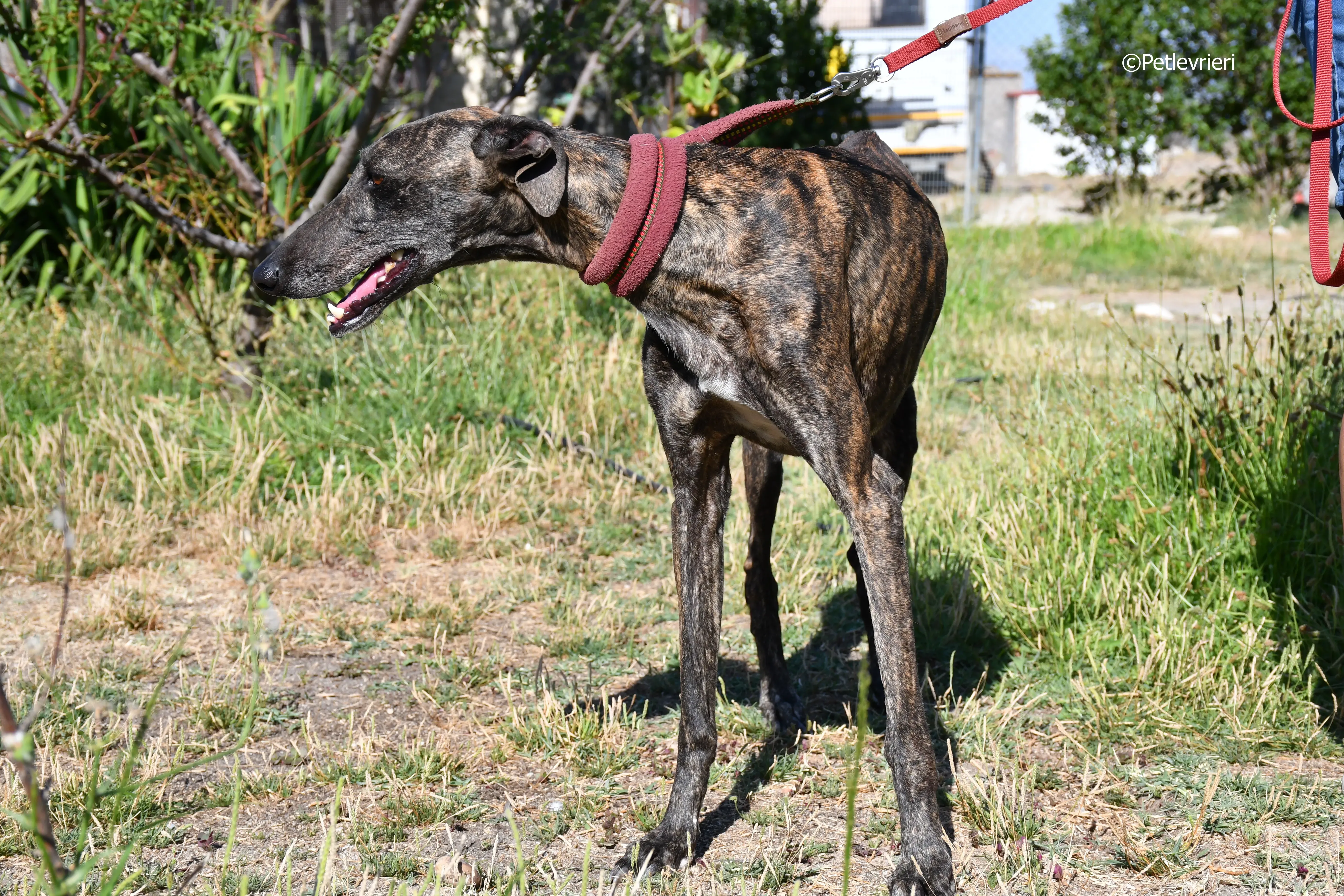 baghira adozione levrieri galgo 3
