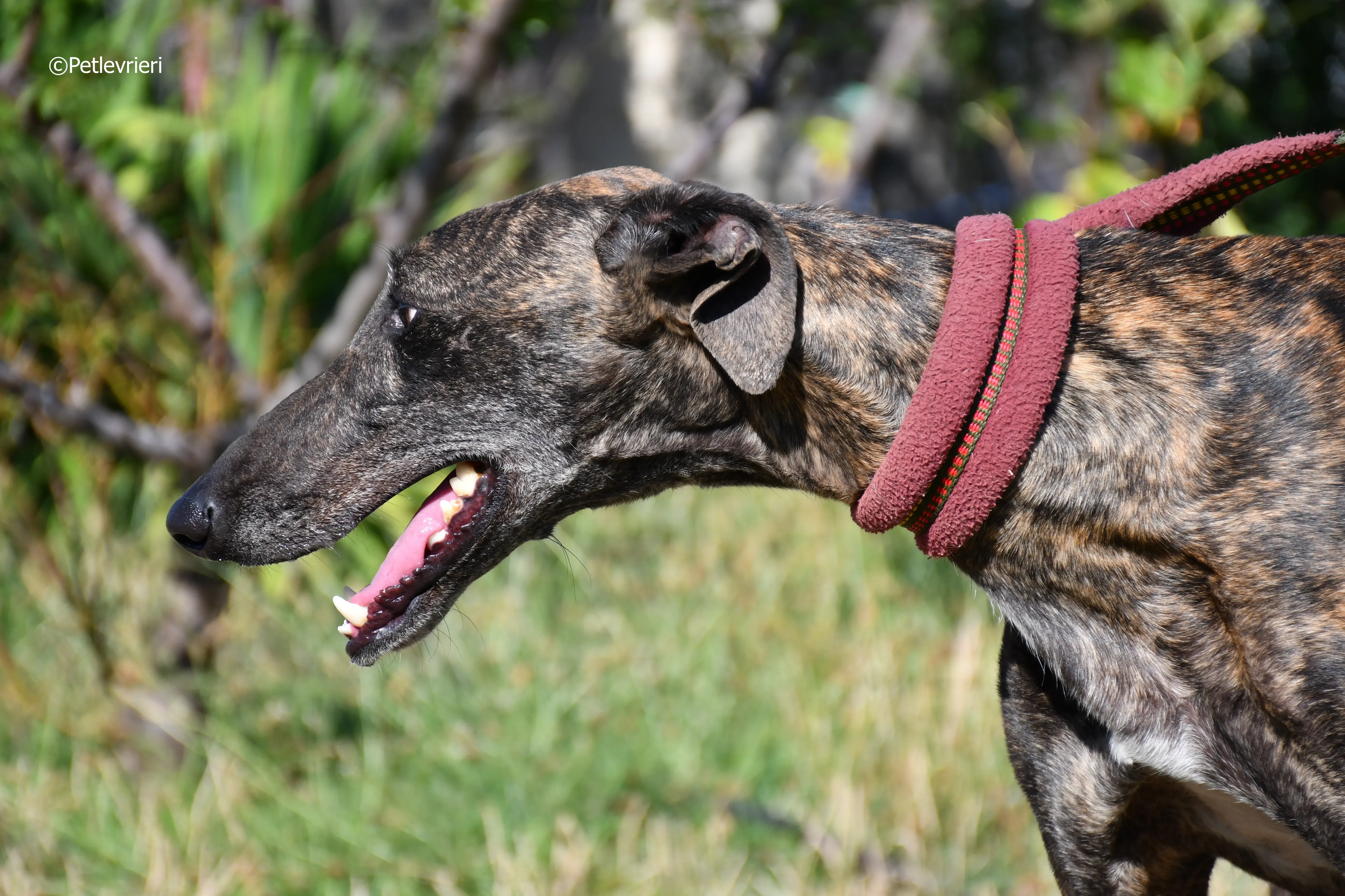 baghira adozione levrieri galgo 4