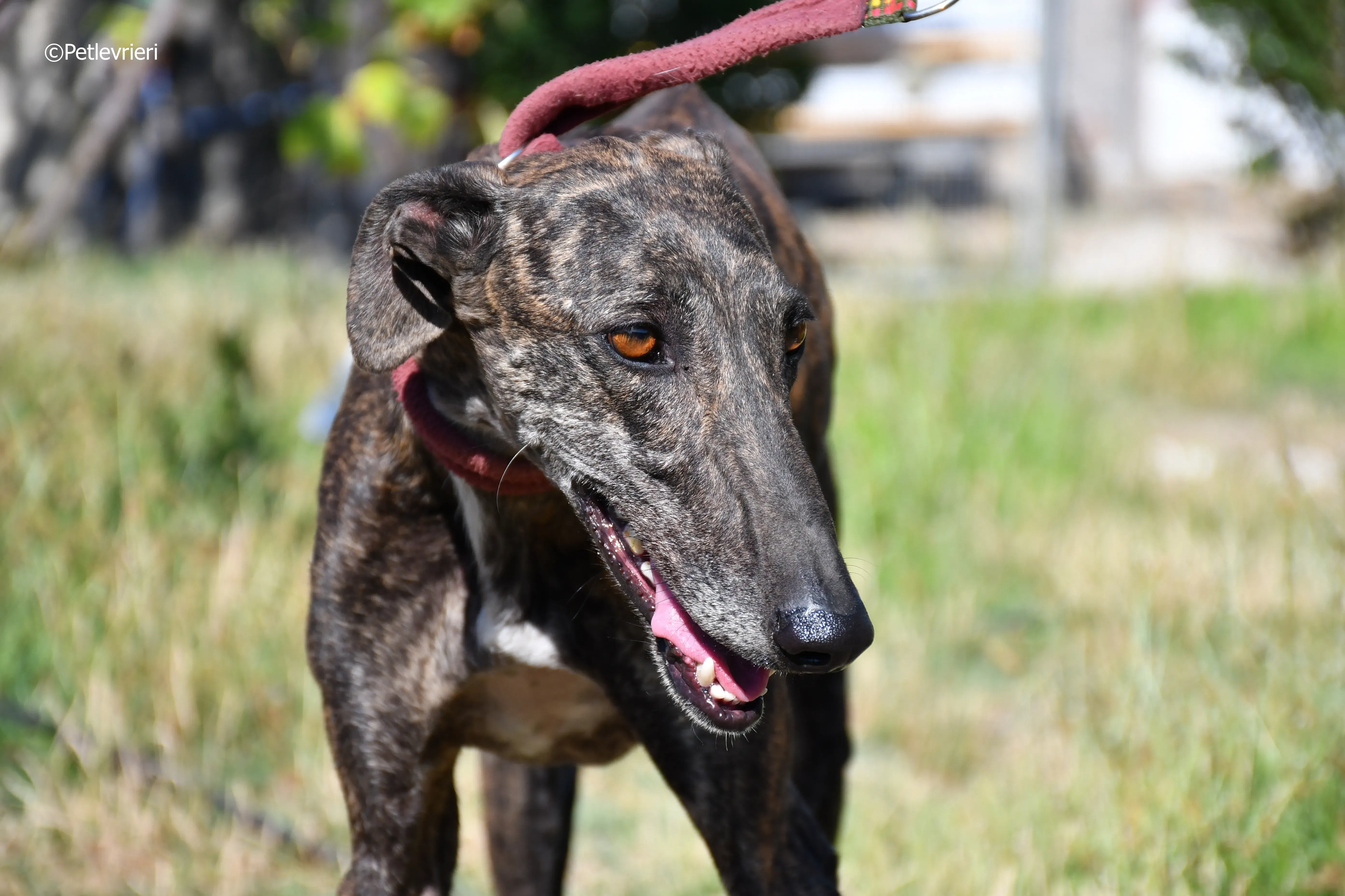 baghira adozione levrieri galgo 5