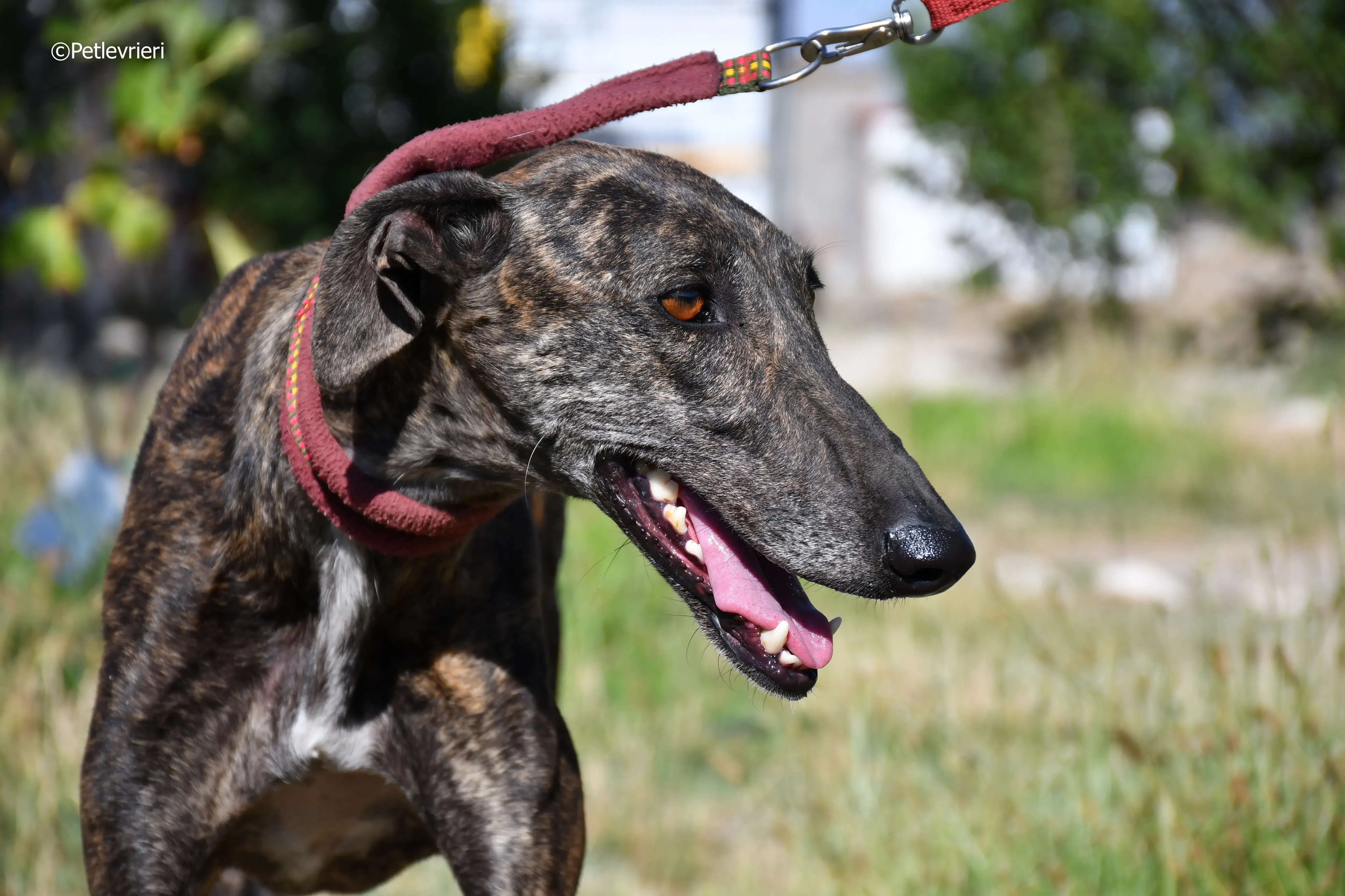 baghira adozione levrieri galgo 6