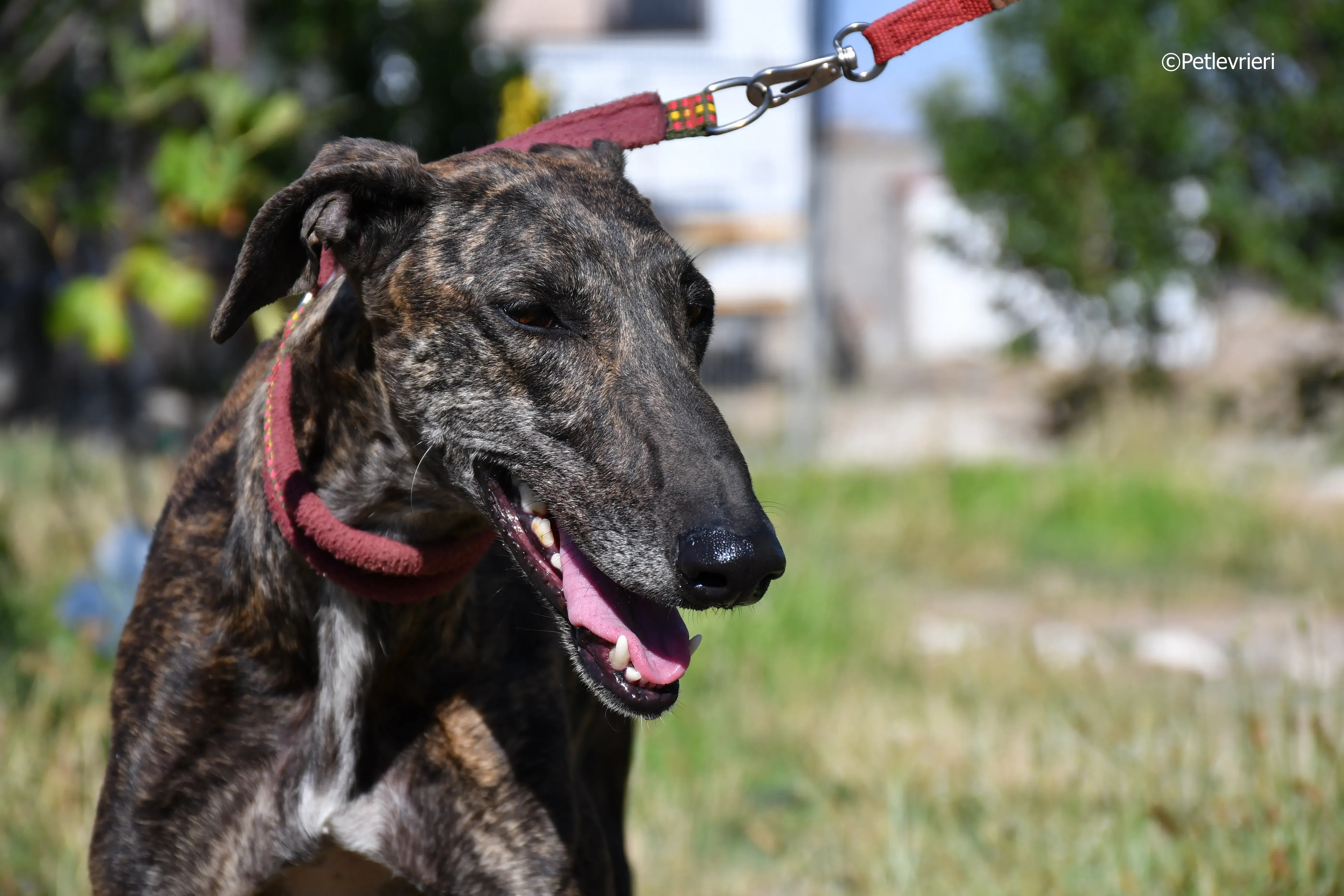 baghira adozione levrieri galgo 7