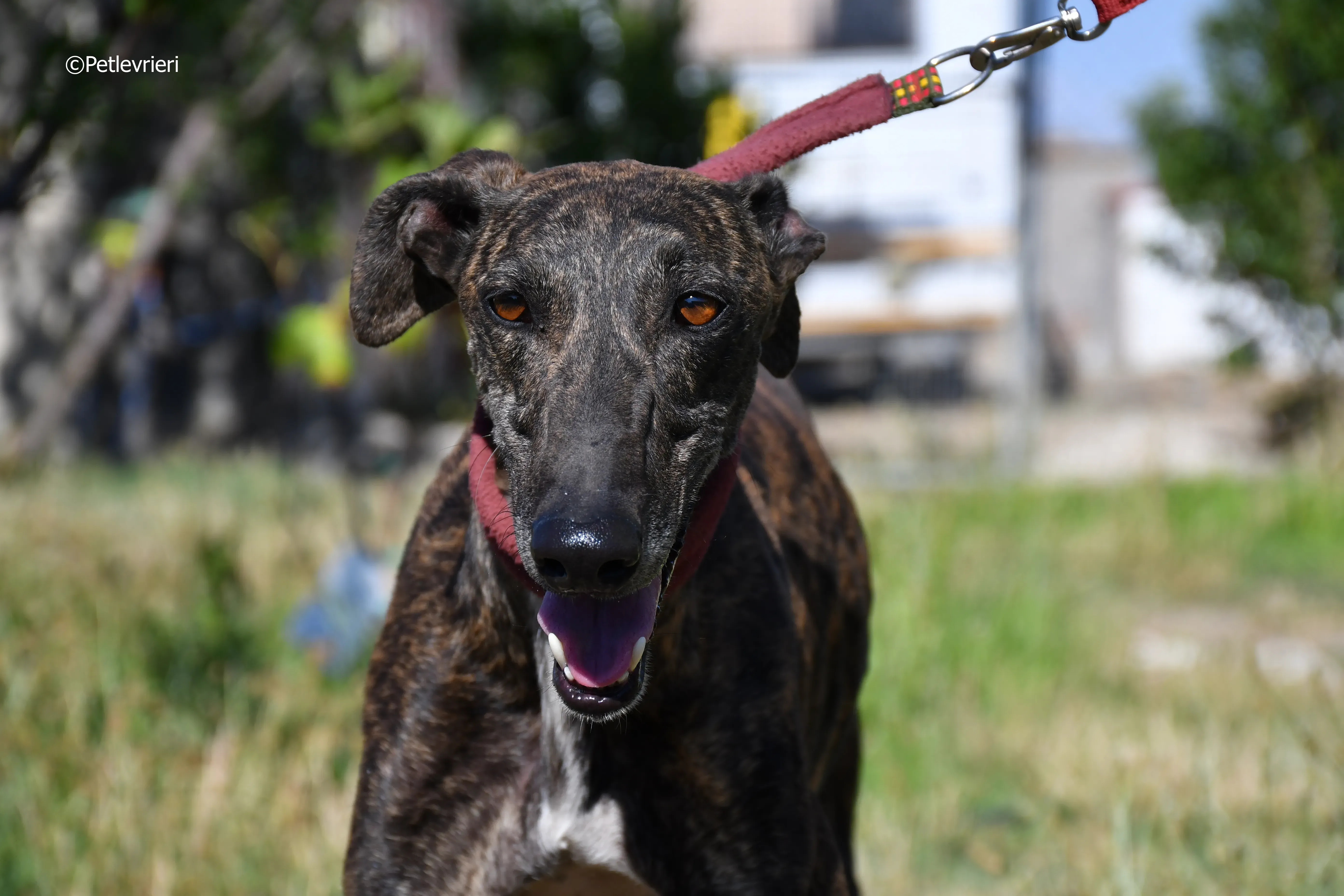 baghira adozione levrieri galgo 8