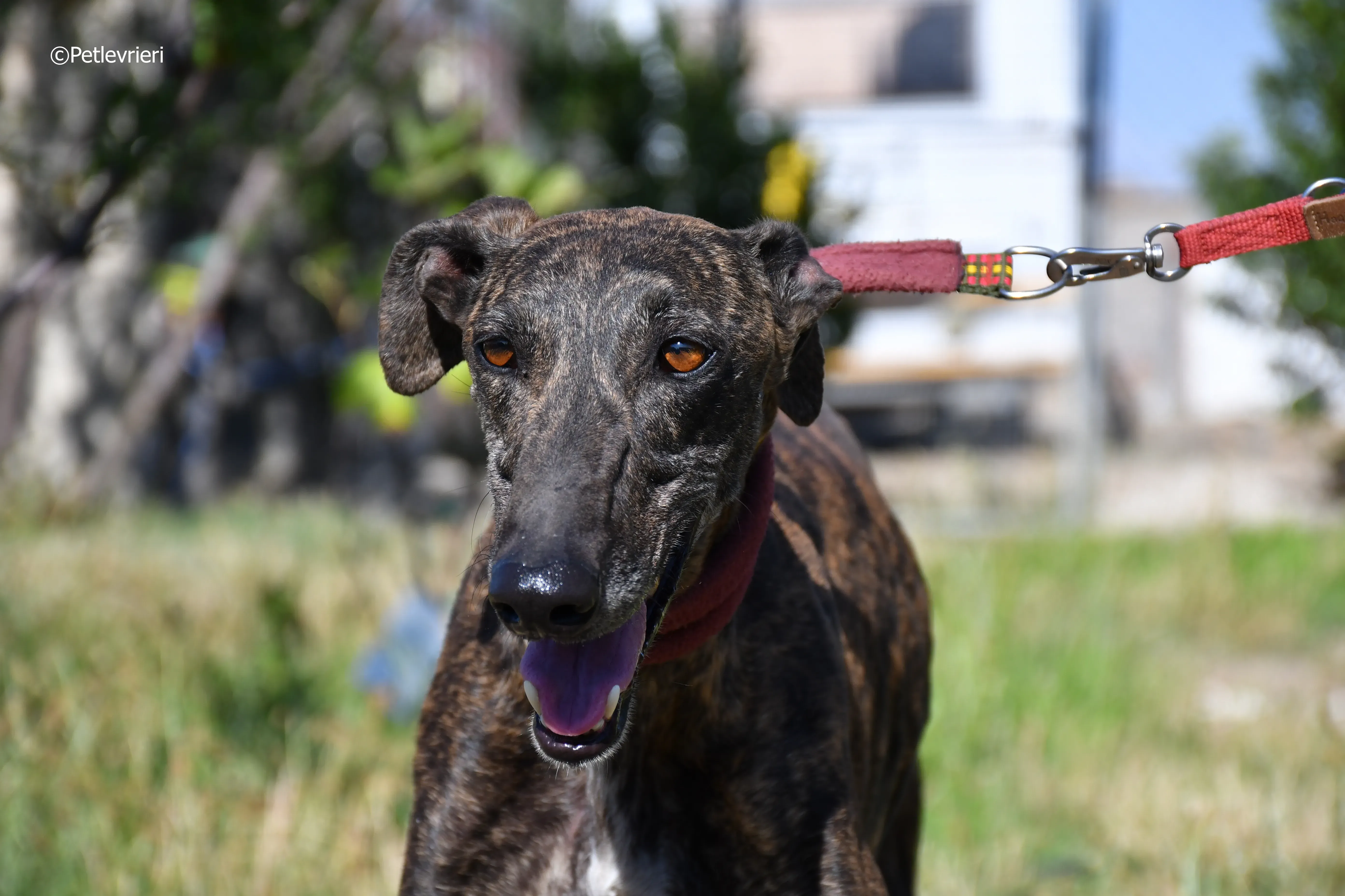 baghira adozione levrieri galgo 9