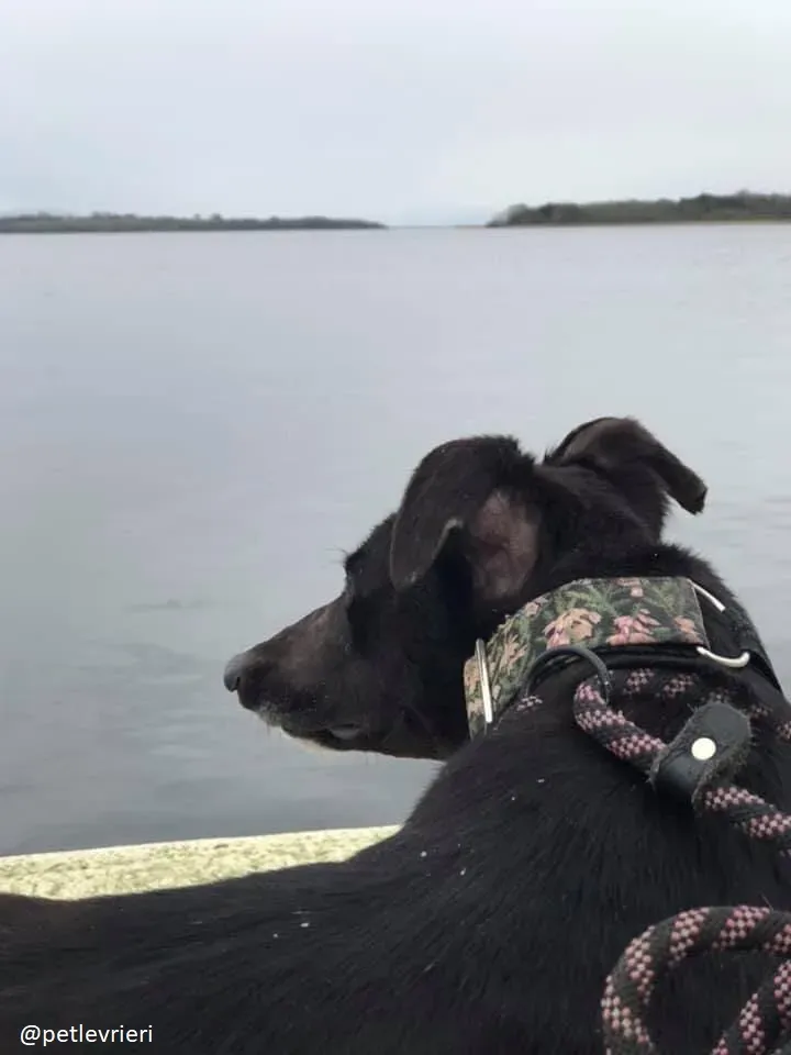 bahati adozione greyhound 1