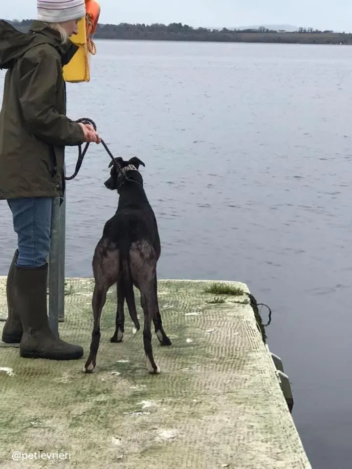 bahati adozione greyhound 2