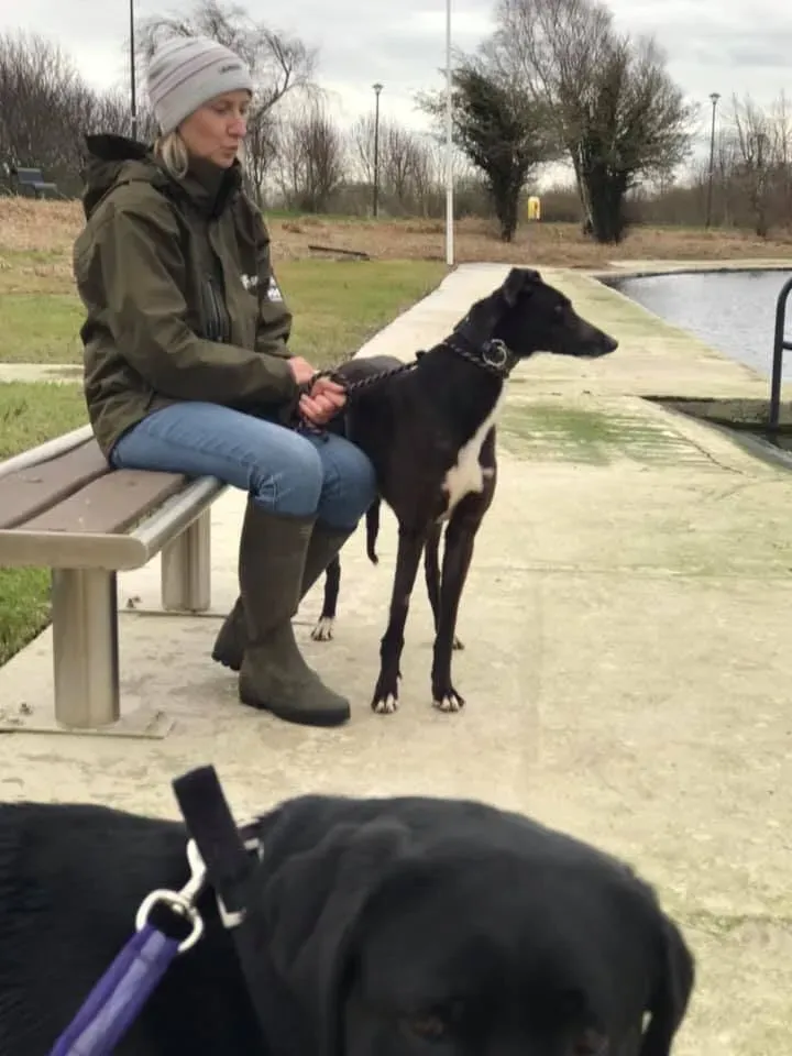 bahati adozione greyhound 3