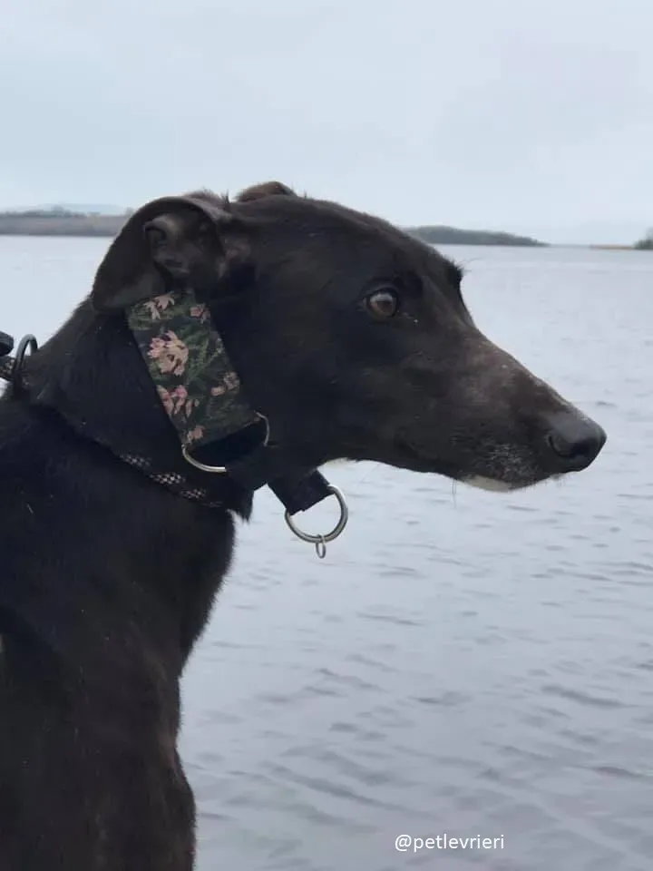 bahati adozione greyhound 4