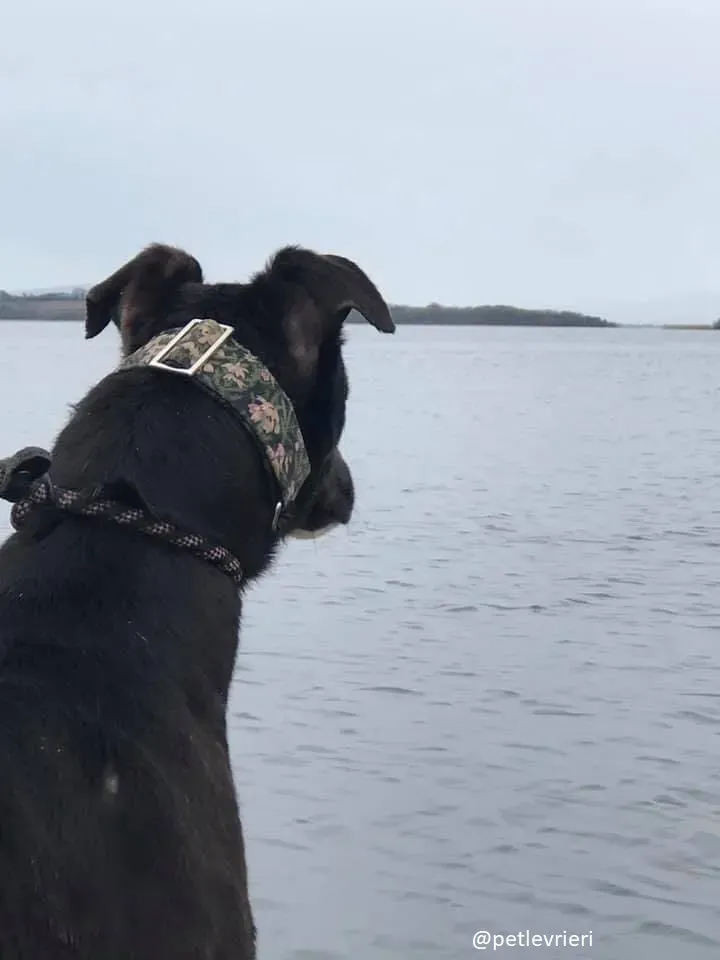 bahati adozione greyhound