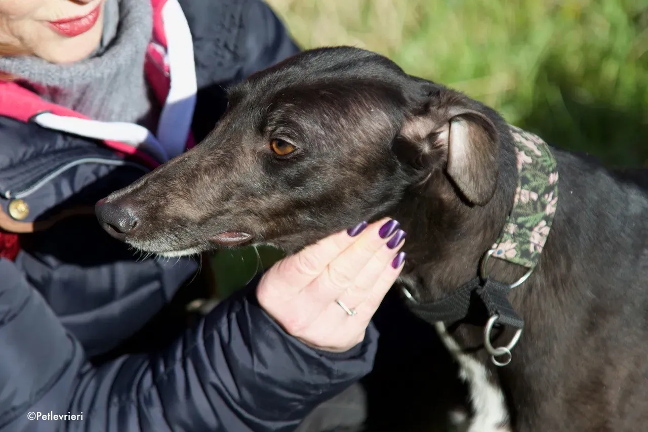 bahati adozione levrieri greyhound 10