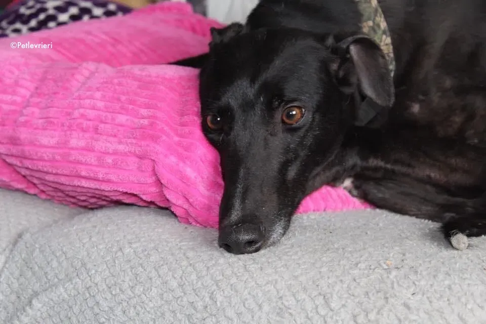 bahati adozione levrieri greyhound 11