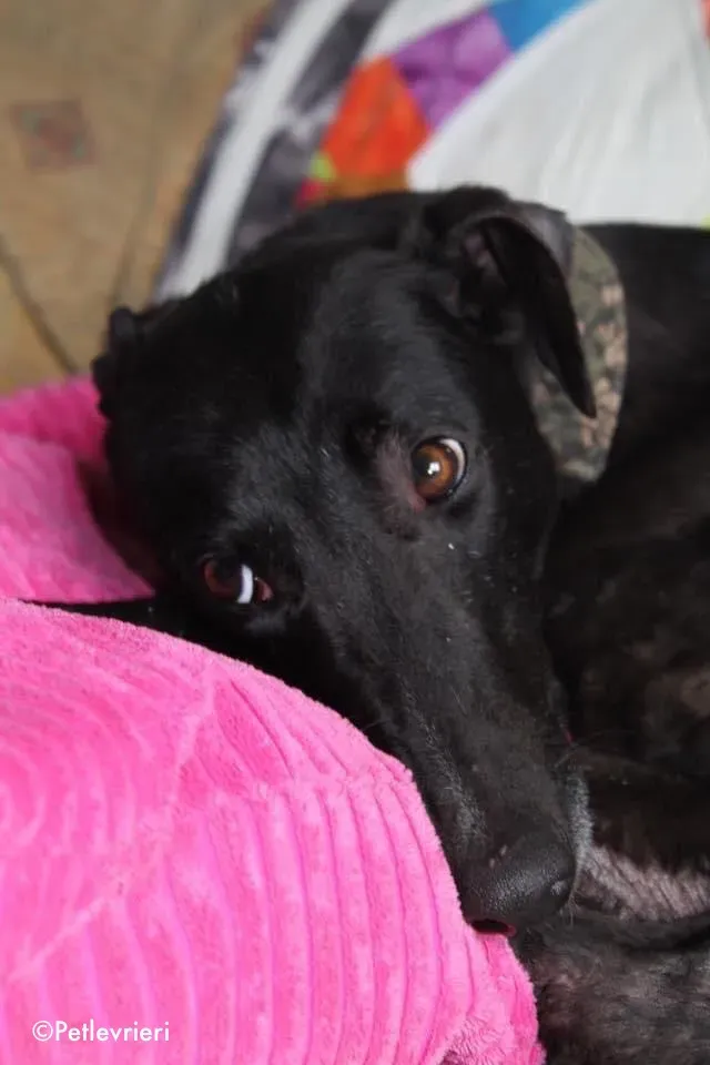 bahati adozione levrieri greyhound 12