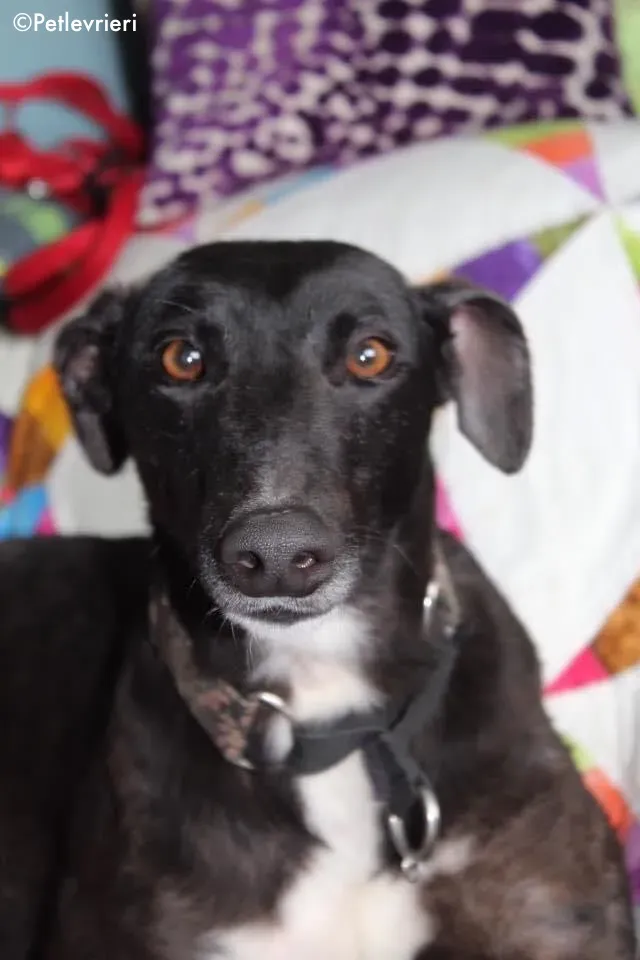 bahati adozione levrieri greyhound 13