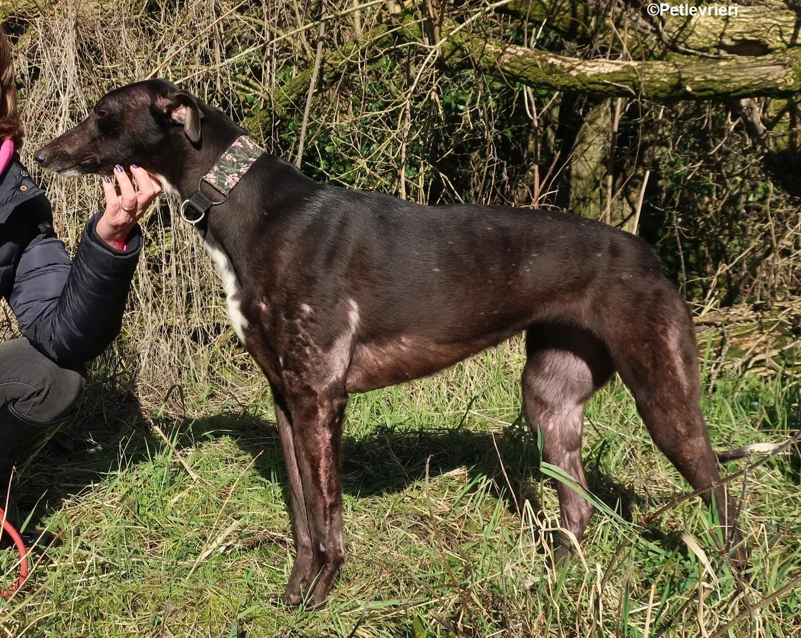 bahati adozione levrieri greyhound 2