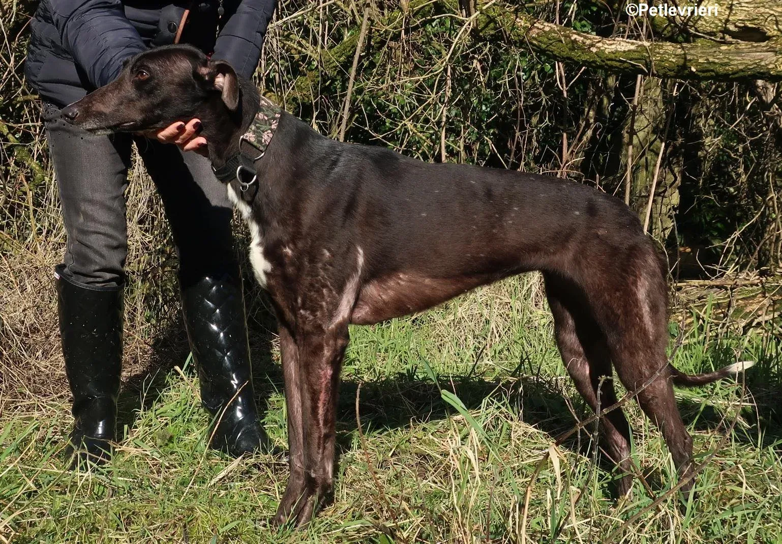 bahati adozione levrieri greyhound 4