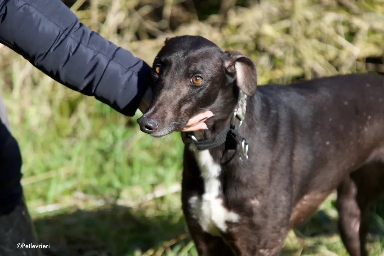 bahati adozione levrieri greyhound 6