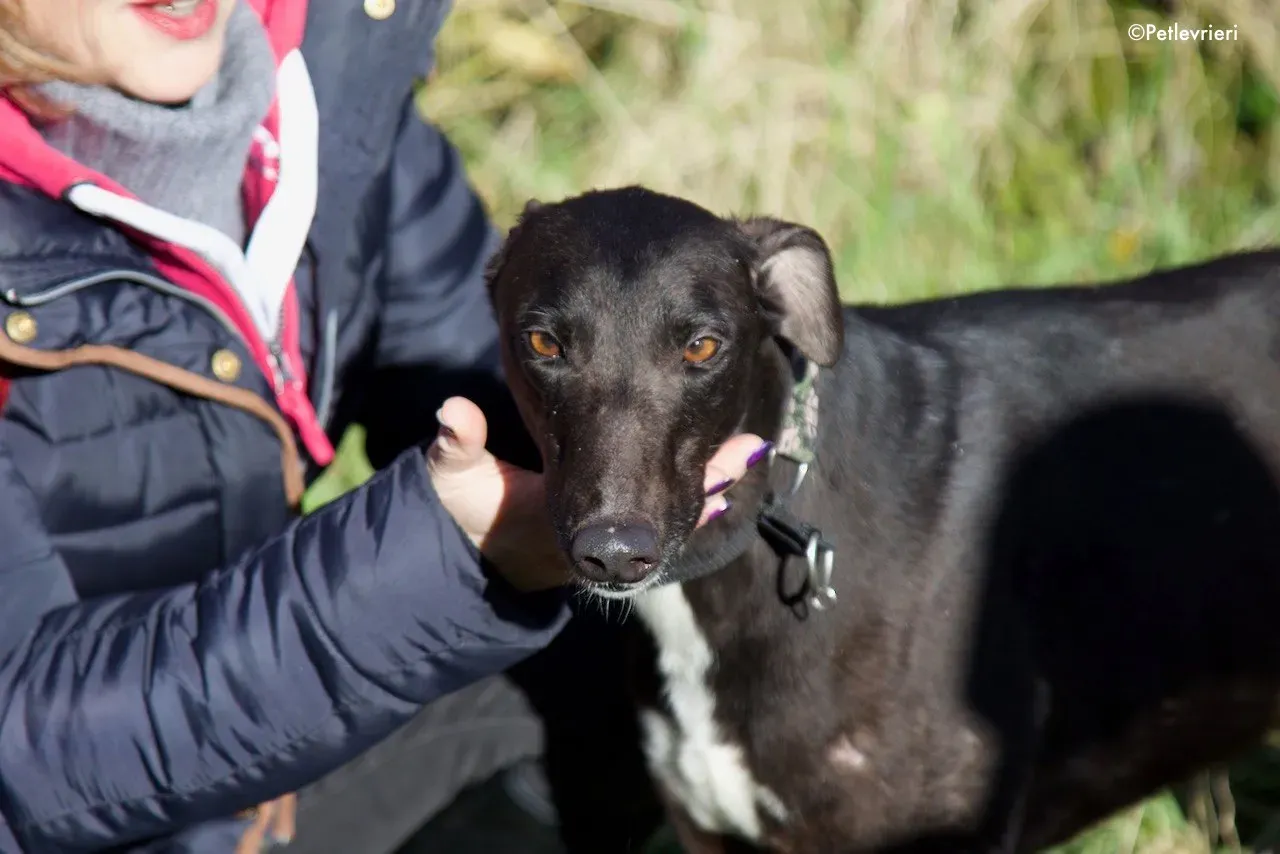 bahati adozione levrieri greyhound 7